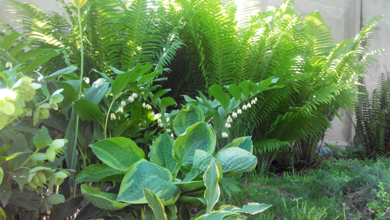 Папоротник Хоста лилейник