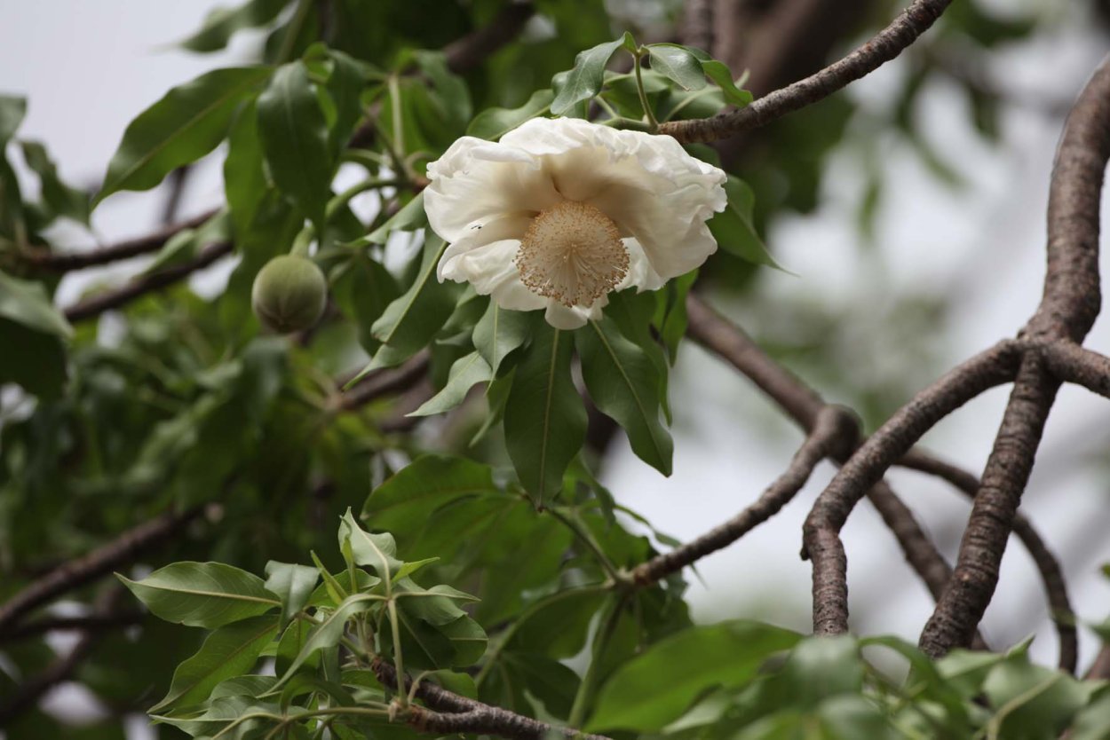 Баобаб Африканский Цветущий