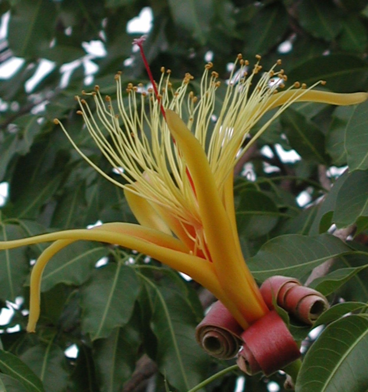 Баобаб цветет