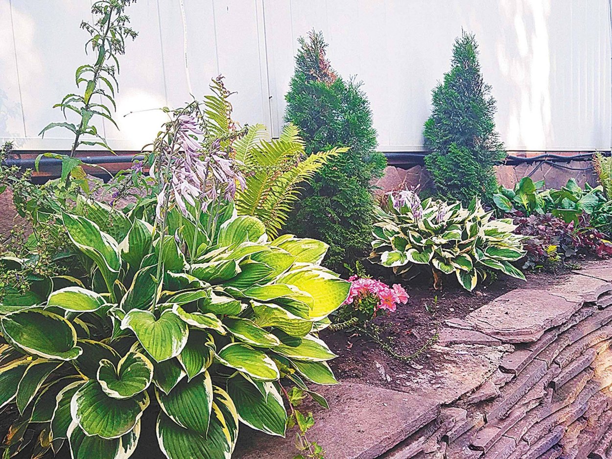 Гортензия астильба Хоста