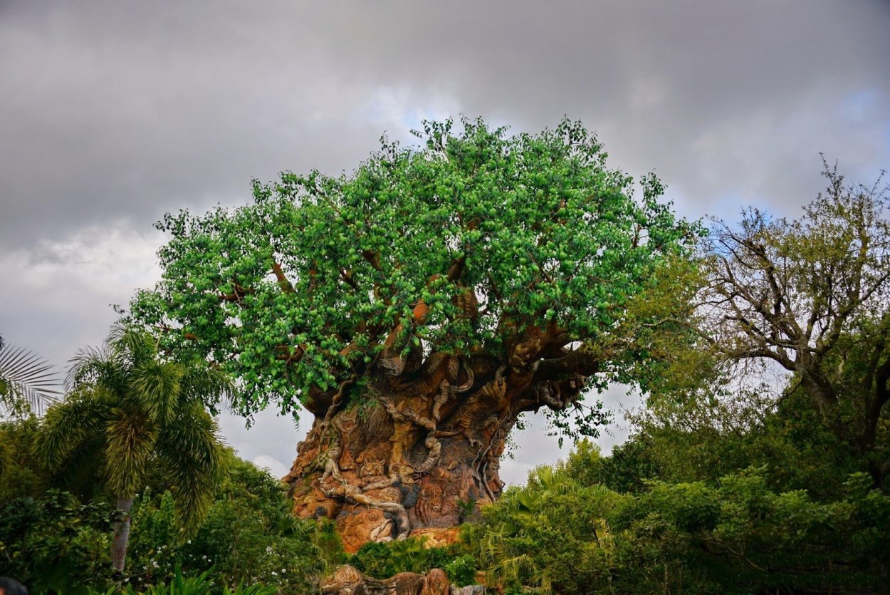 Корни баобаба