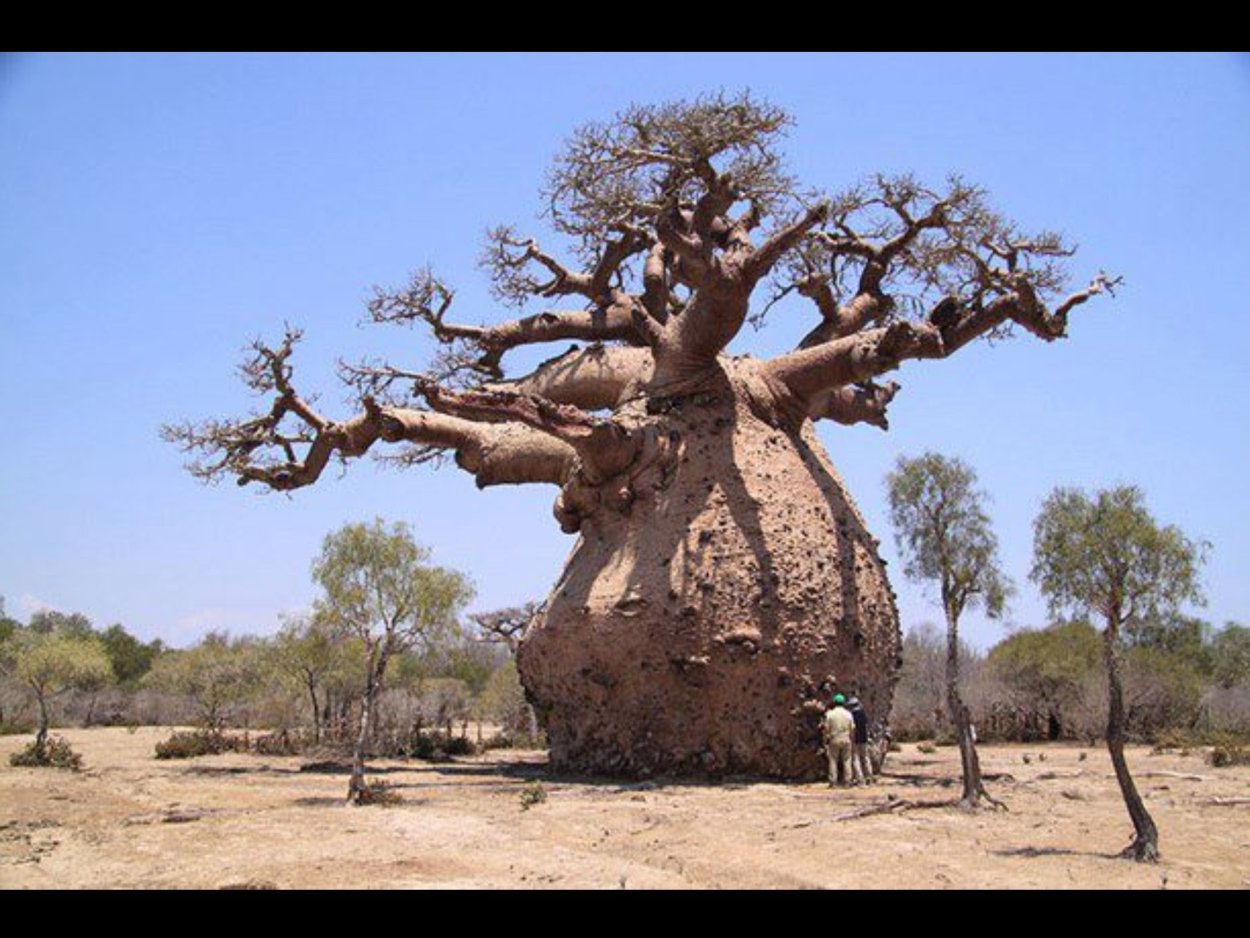 Баобаб Лимонадное дерево