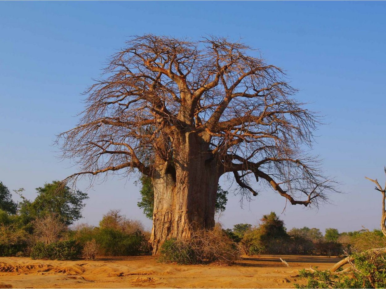 Баобаб в Замбии