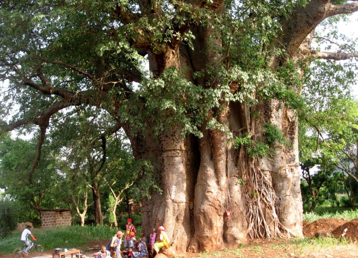 Баобаб в цвету