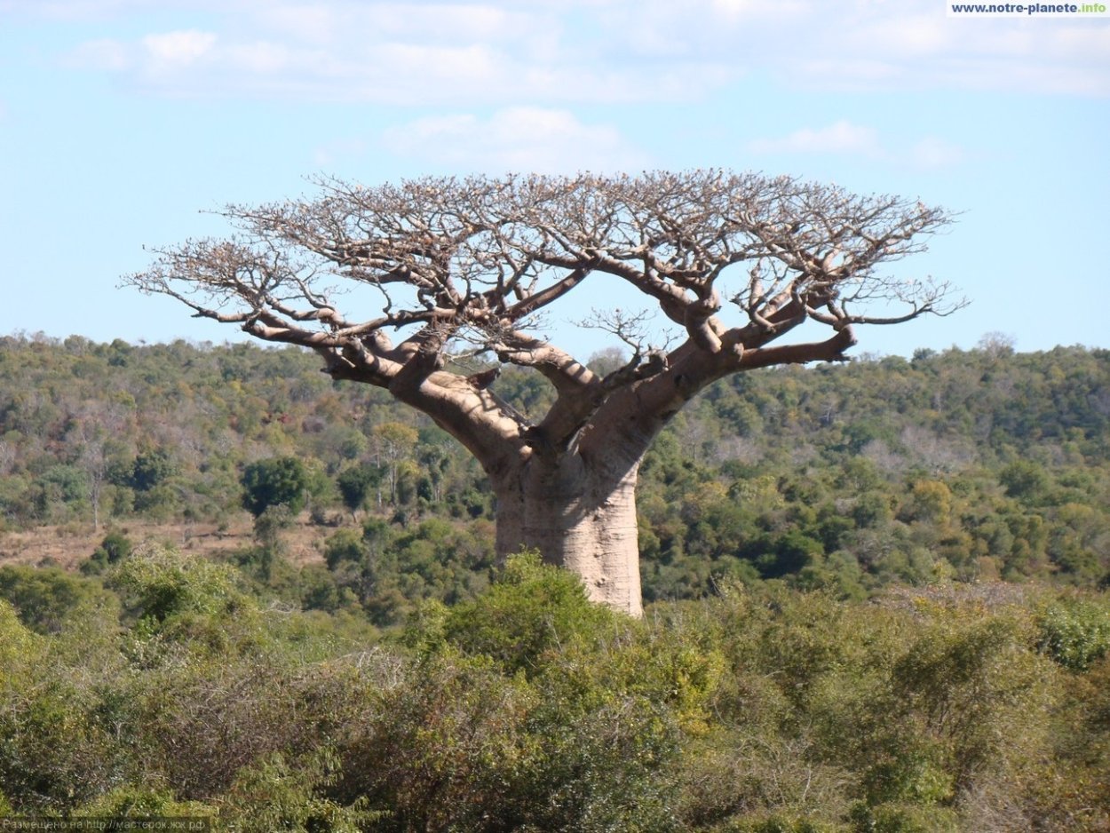Баобаб Африканский цветет