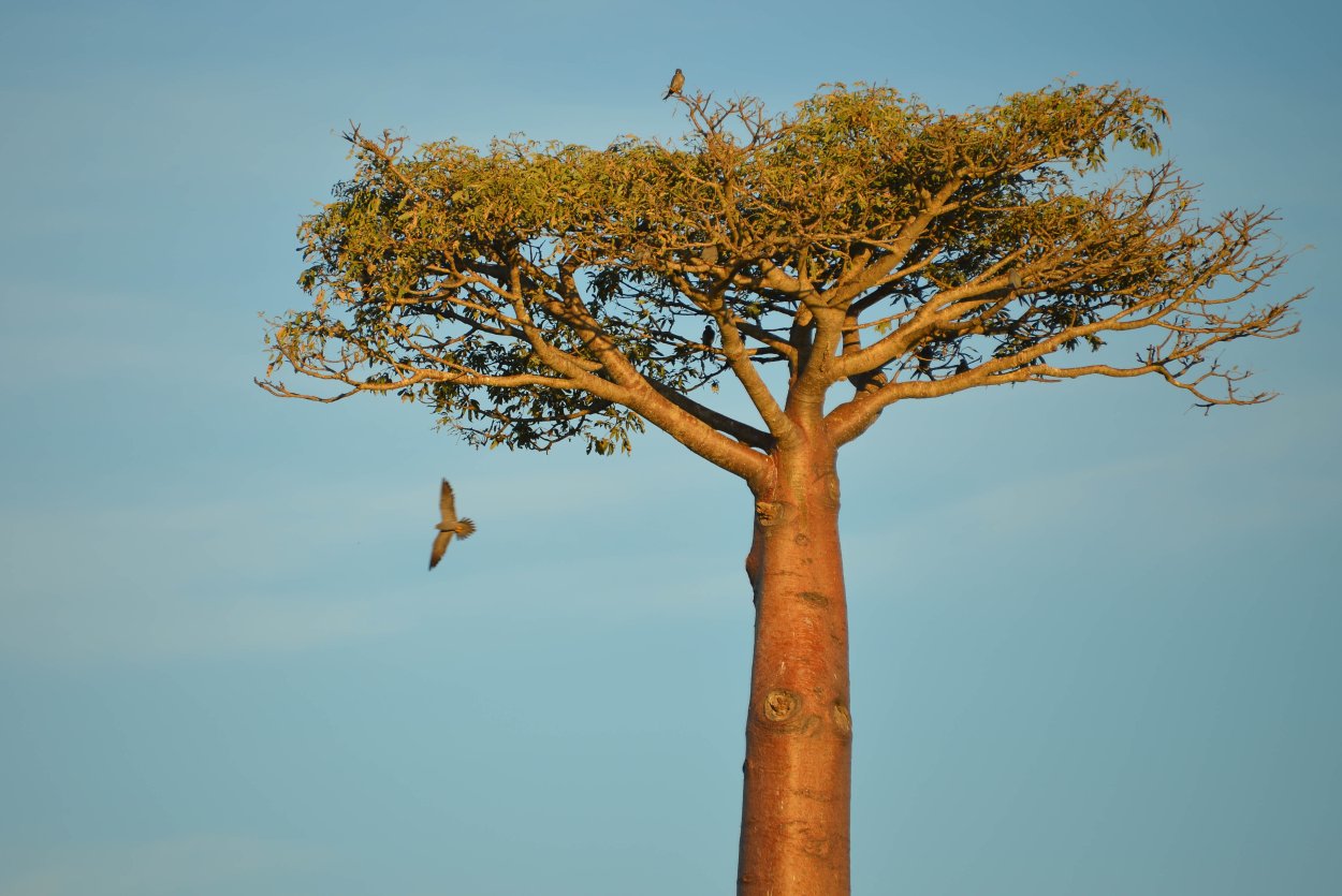 Баобаб дерево цветет