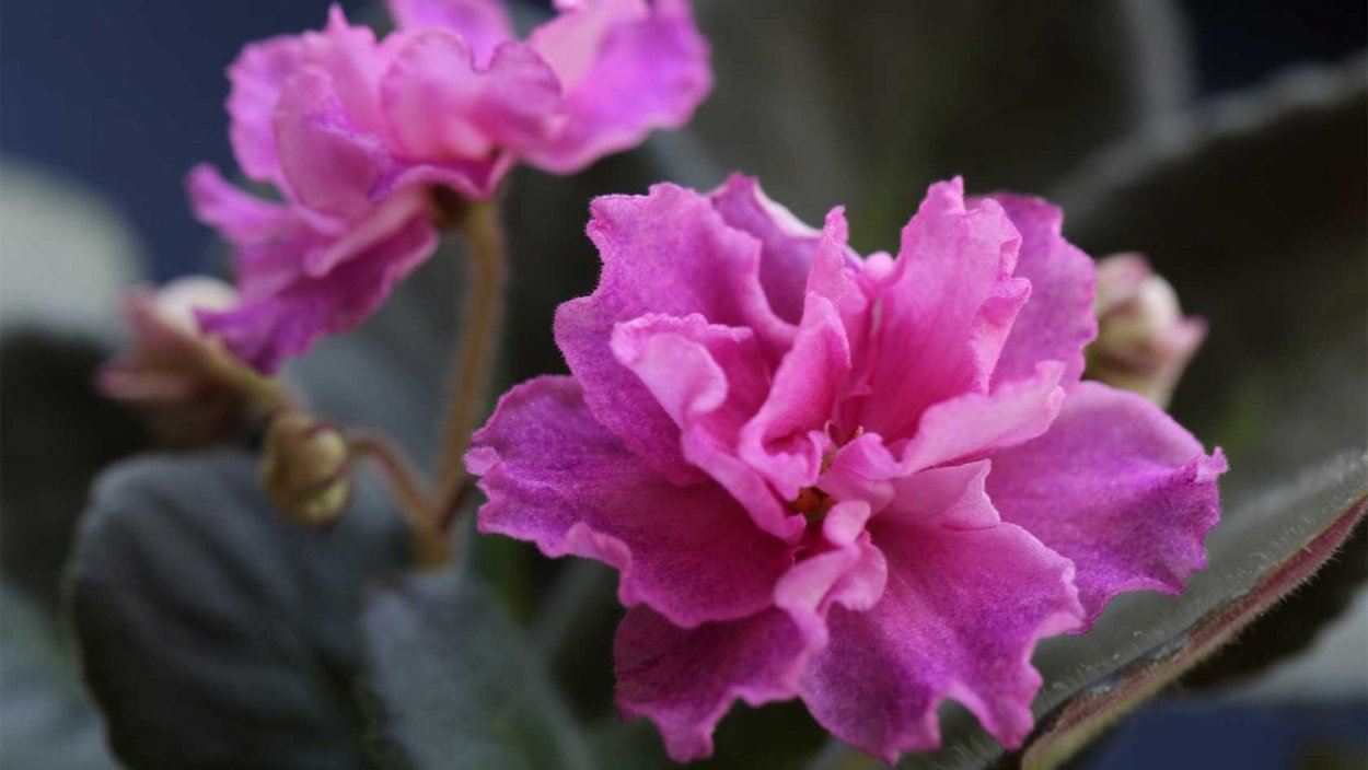 Фиалка ЕК улыбка Богини