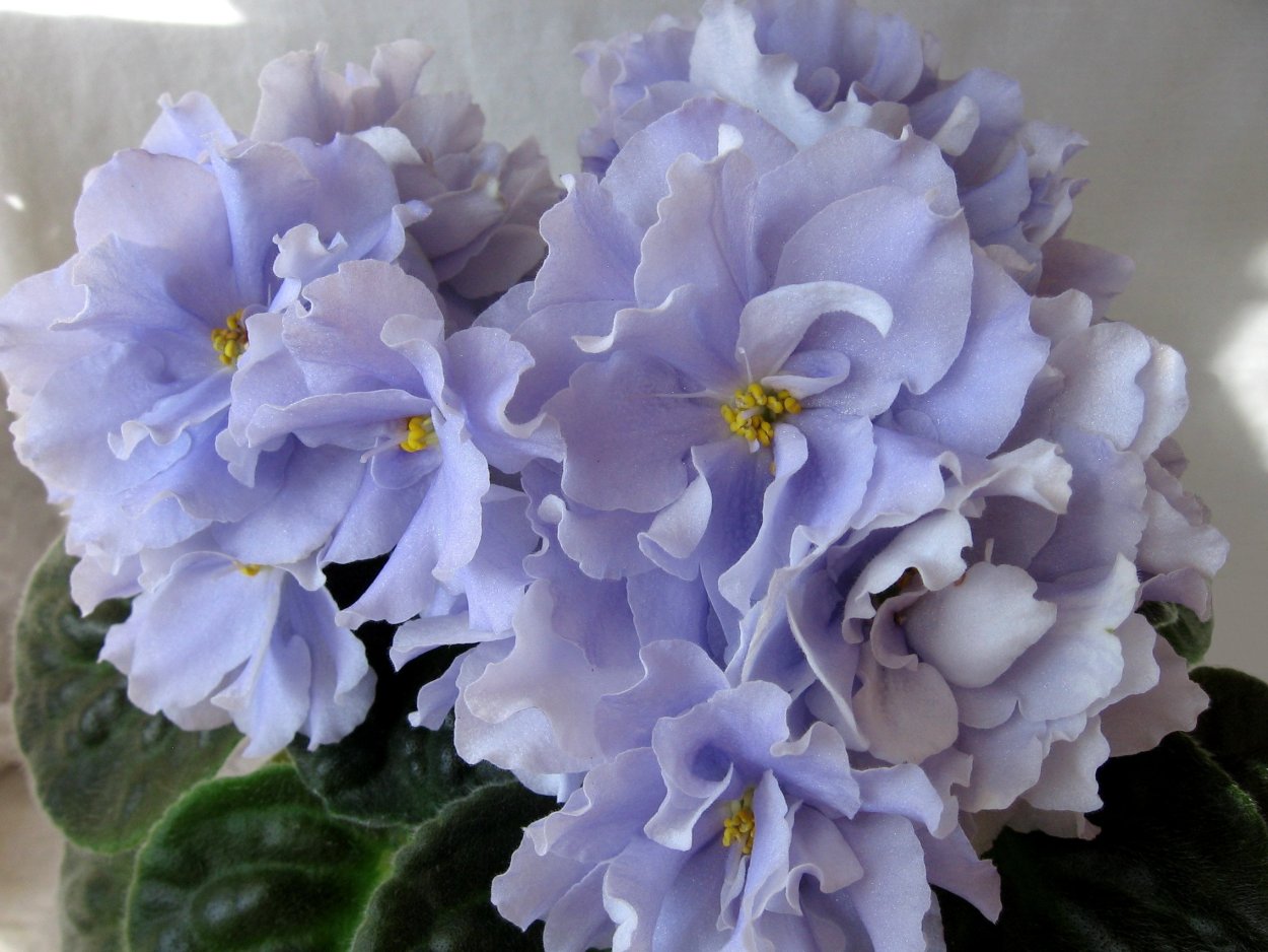 Фиалка Невская Сивилла