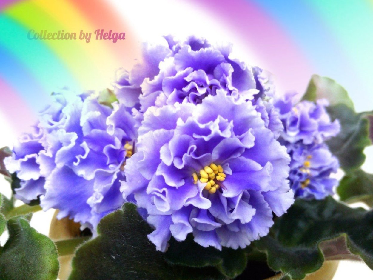 Фиалка ЕК золотой рассвет