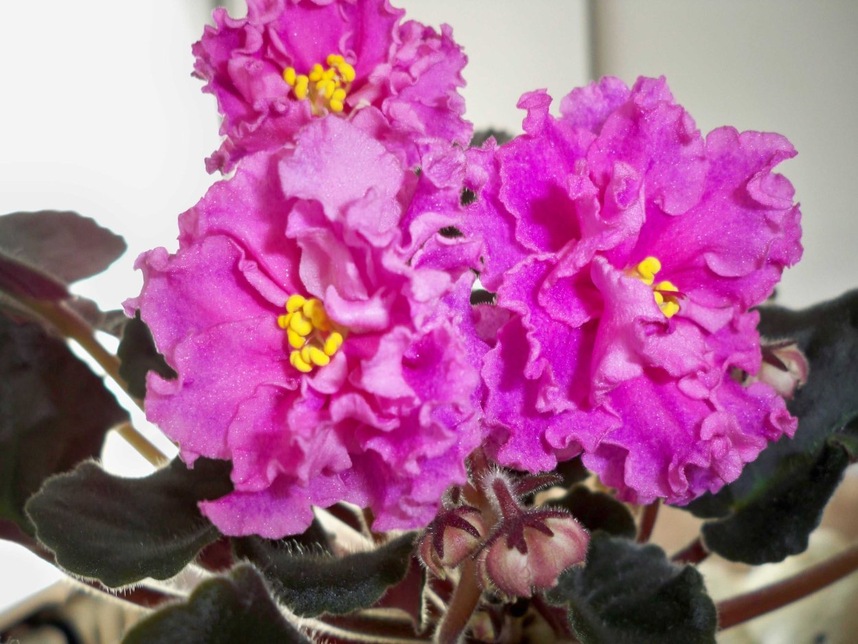 Фиалка ЕК Кураж