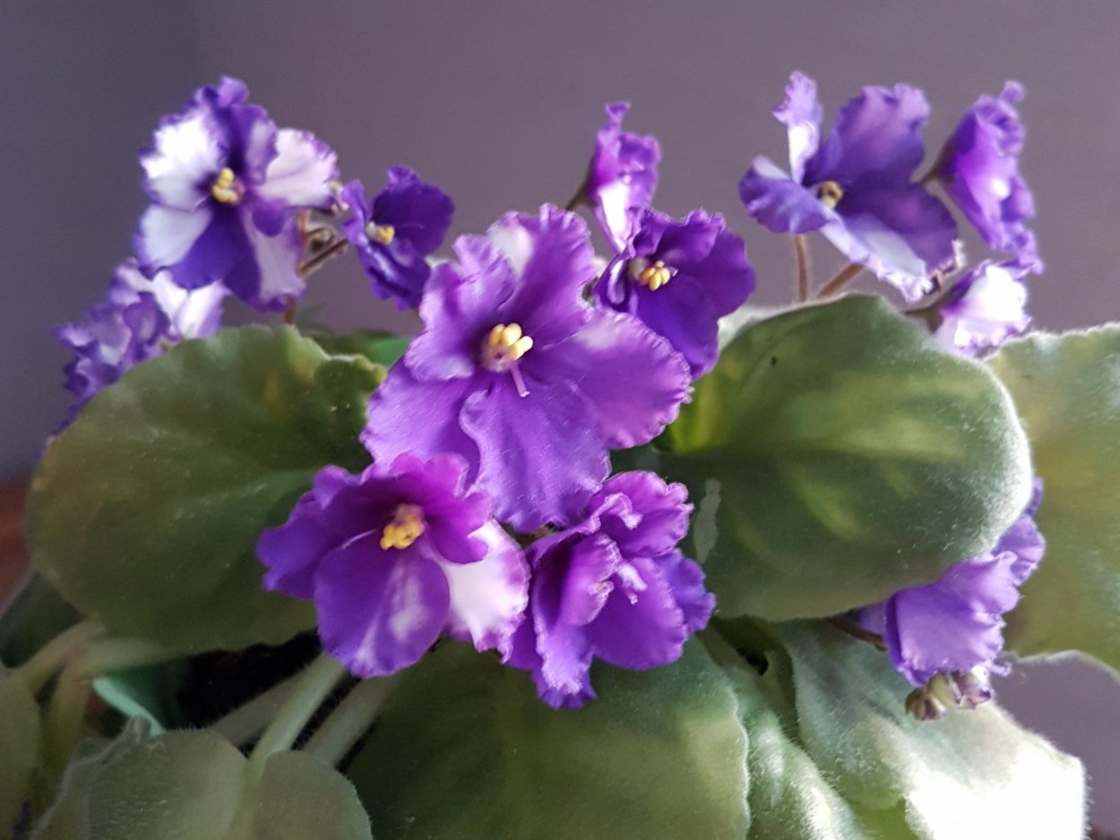 Фиалка ЕК золотой рассвет