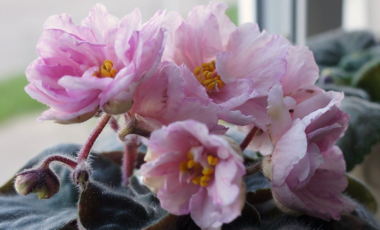 Фиалка ЕК божественный Лотос