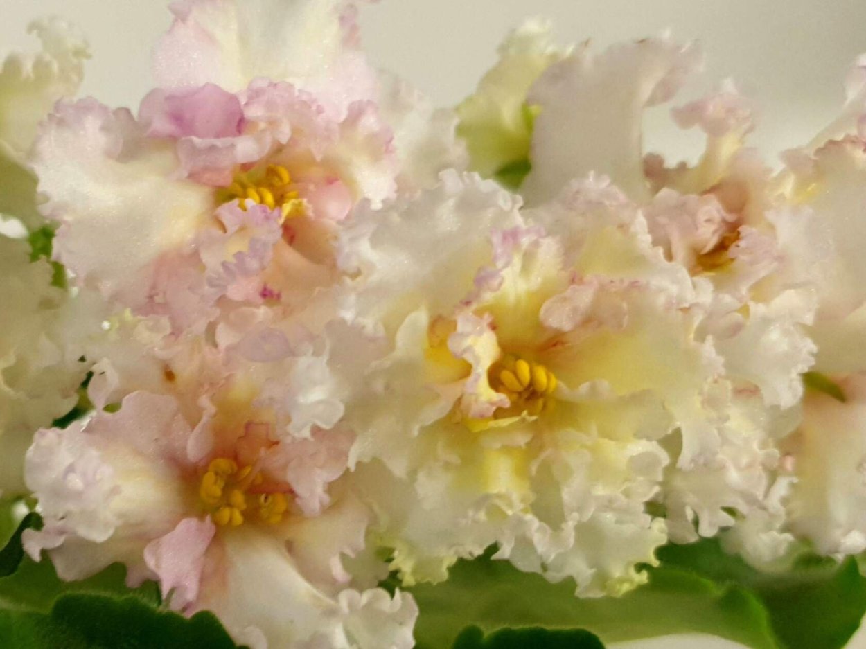 Фиалка РС Солнечный денек