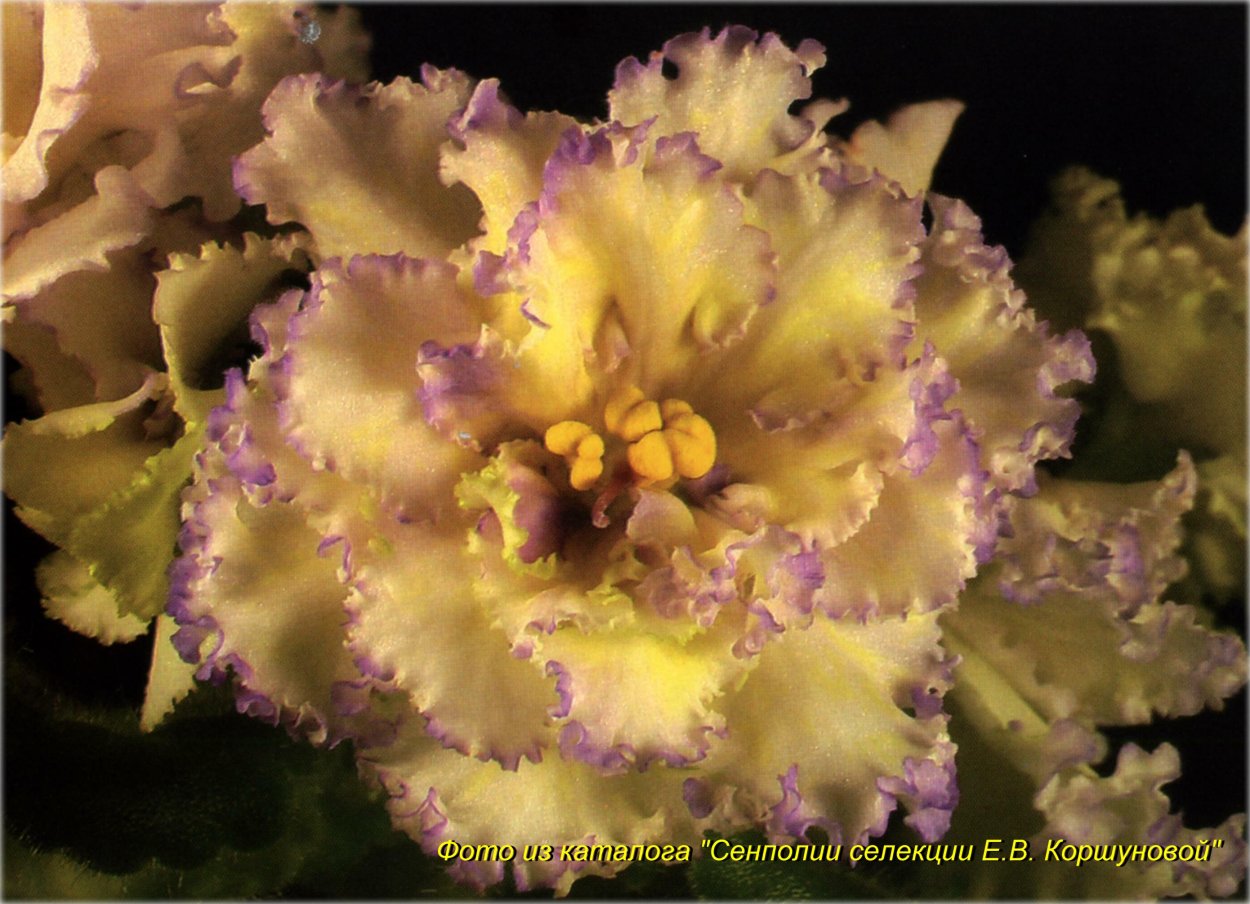 Жёлтая фиалка сенполия