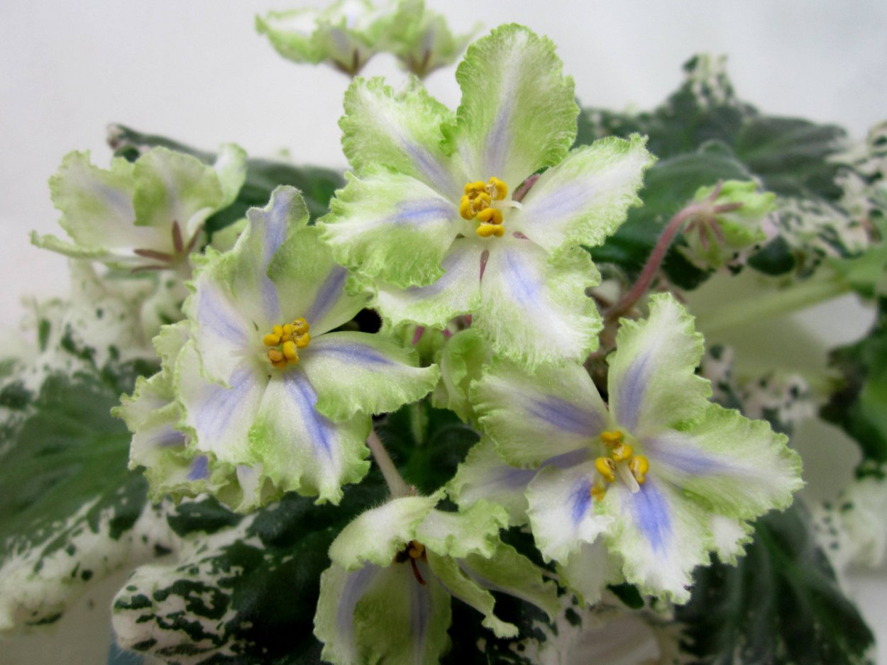 Фиалка ЕК Марсианка