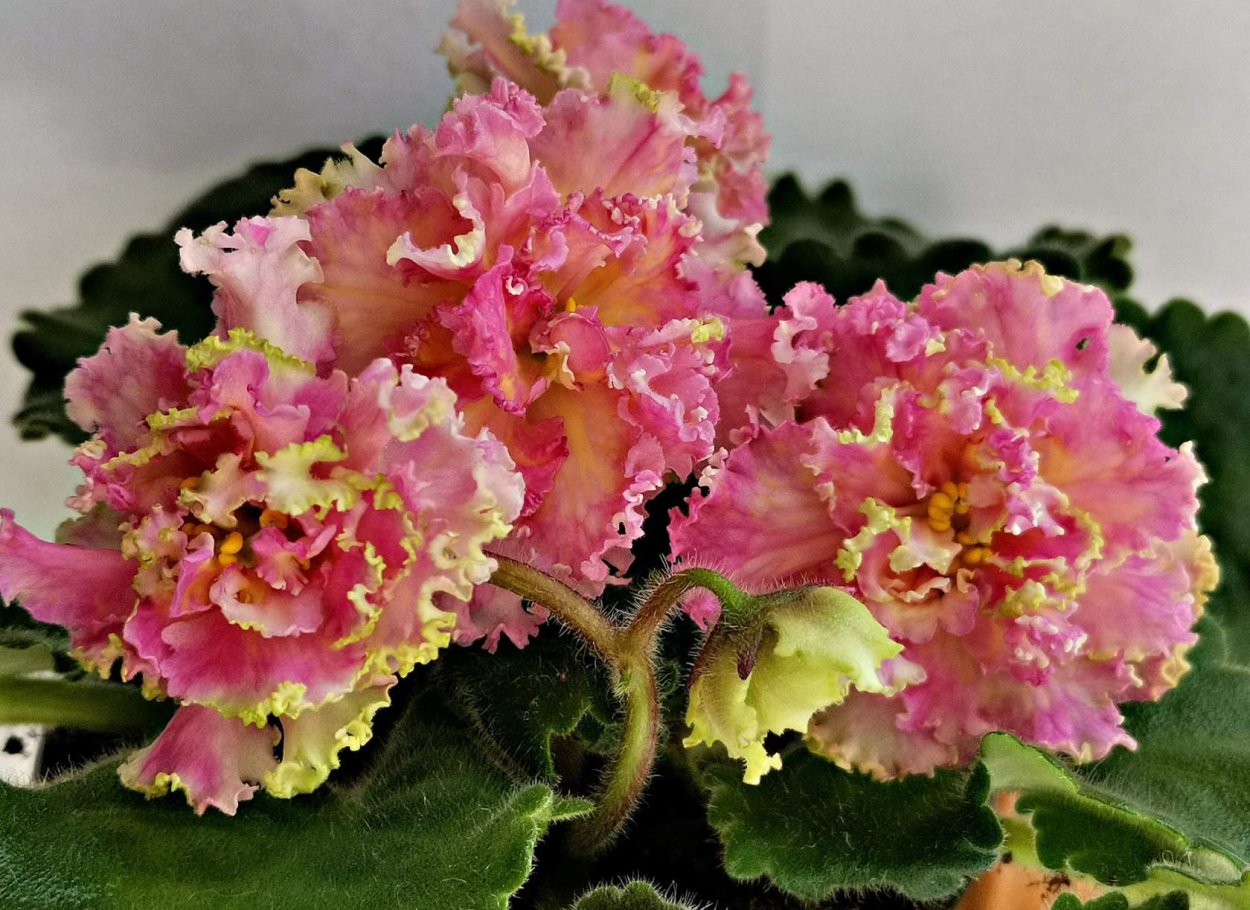 Фиалка АВ гейша