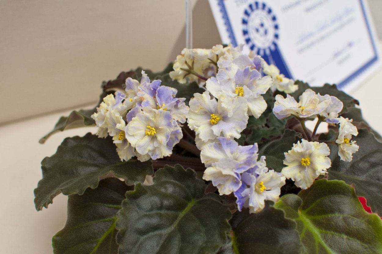 Фиалка Harmony's Cotton Candy