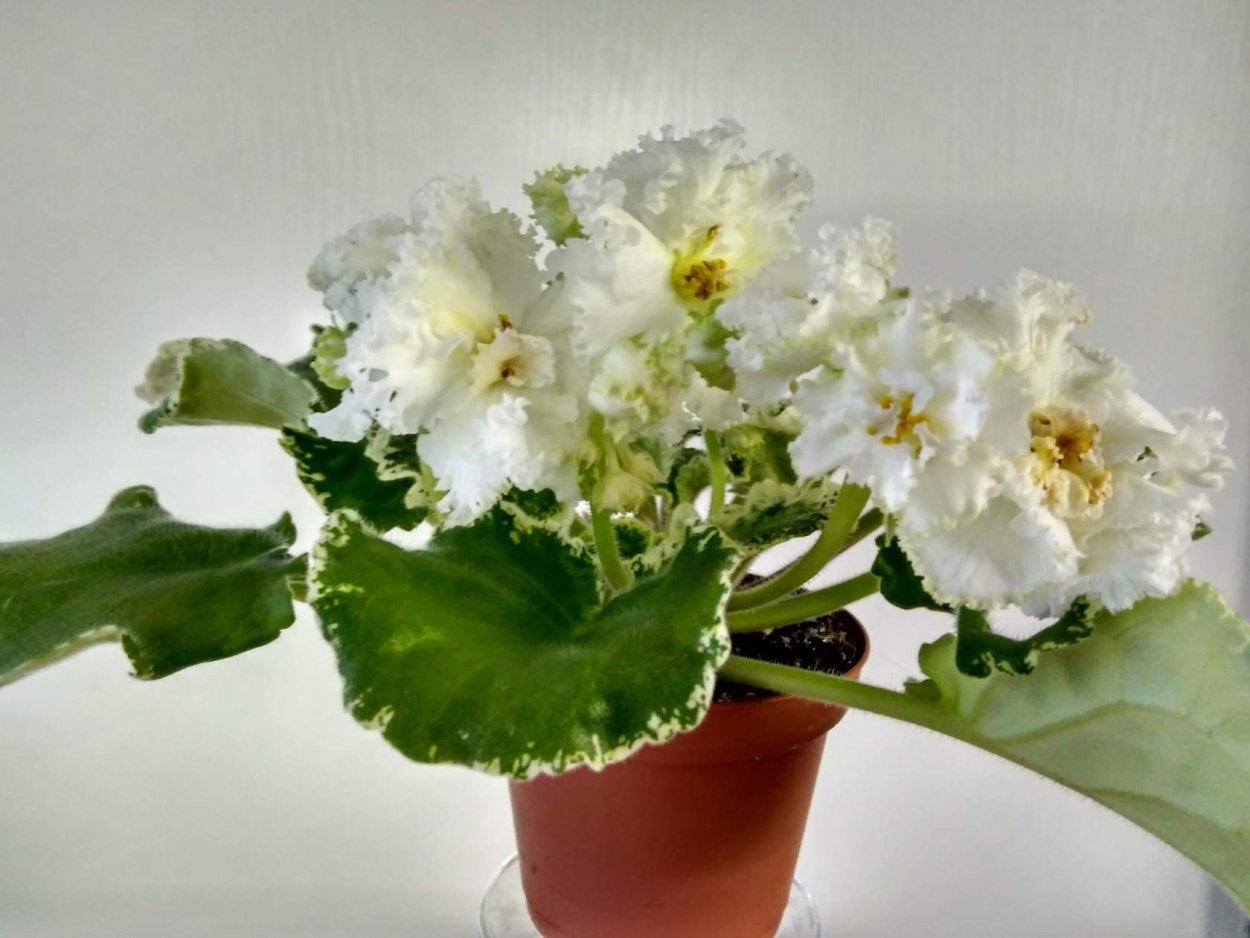 Ле лимонное Парфе фиалка