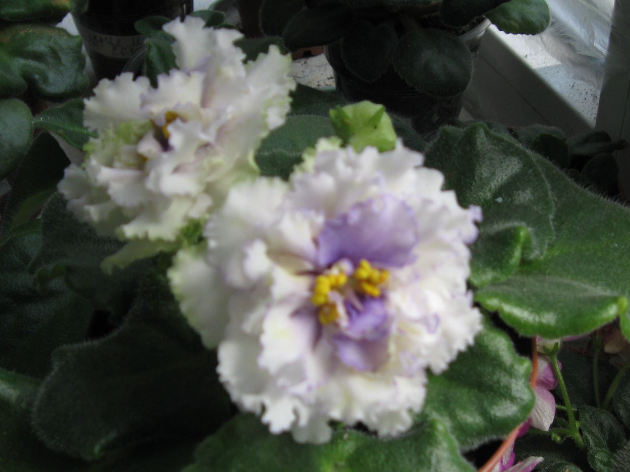 Фиалка ЕК-Солнечный