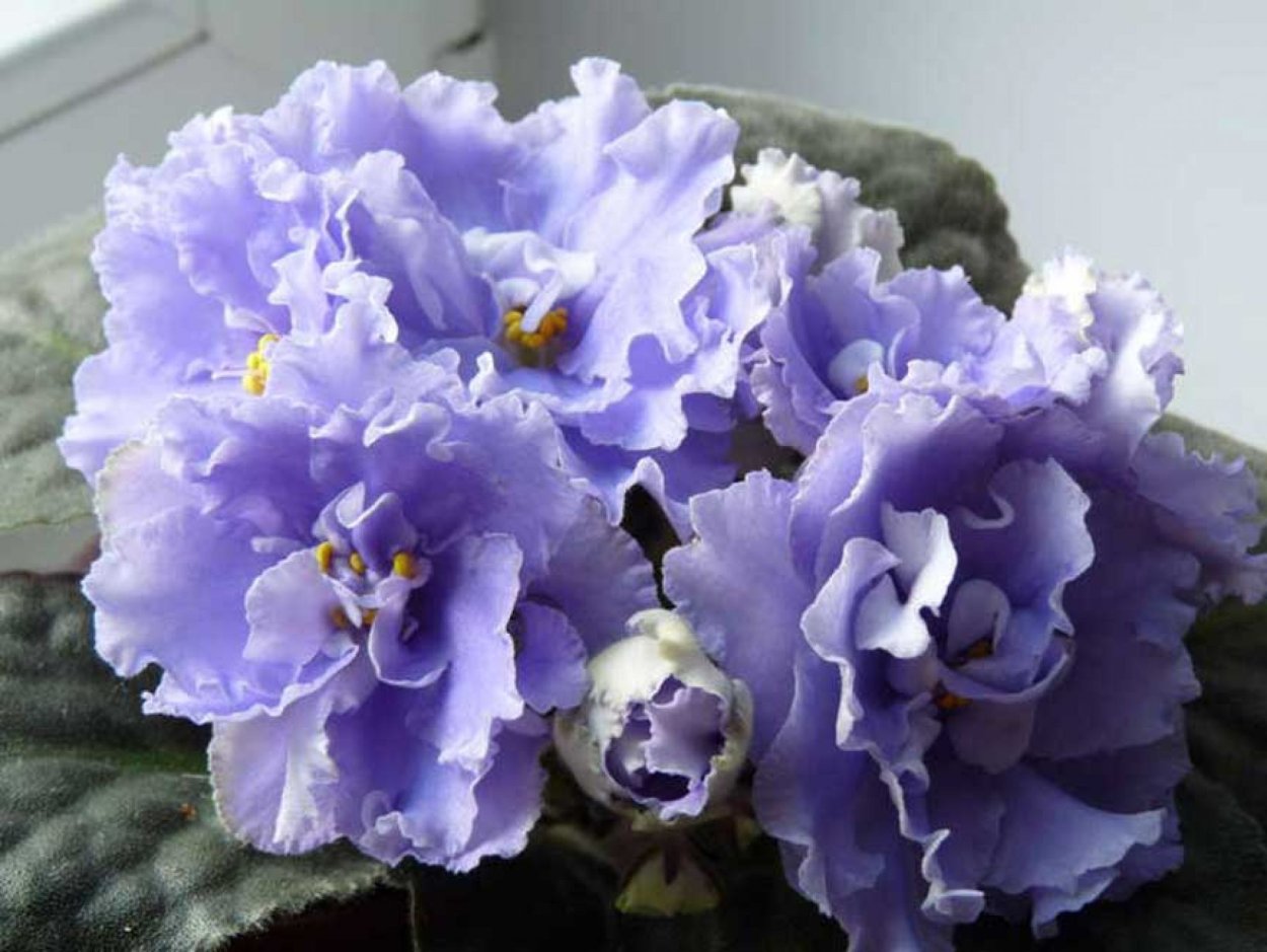 Сенполии ЕК небо в облаках