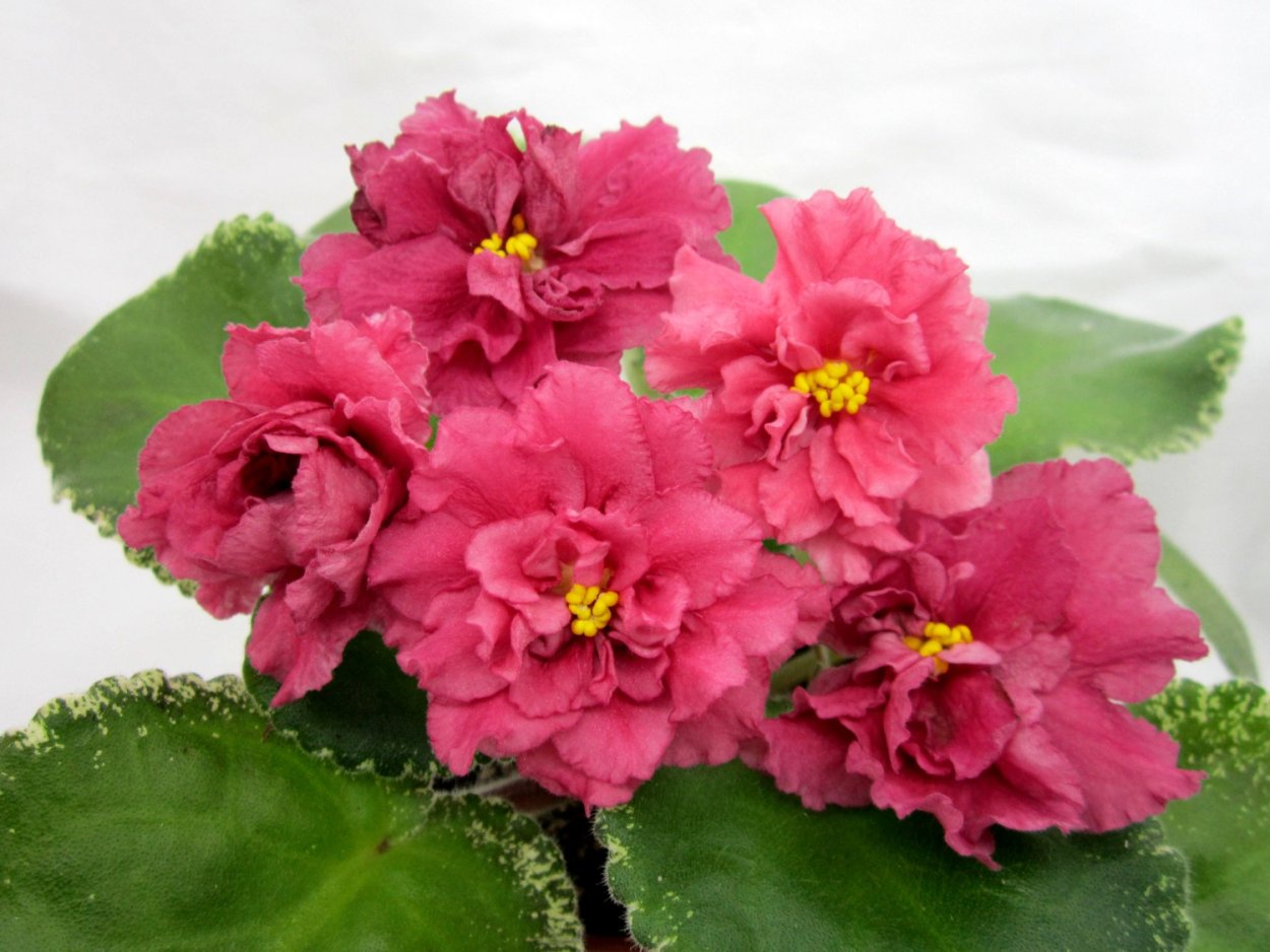 Фиалка ЕК Кураж