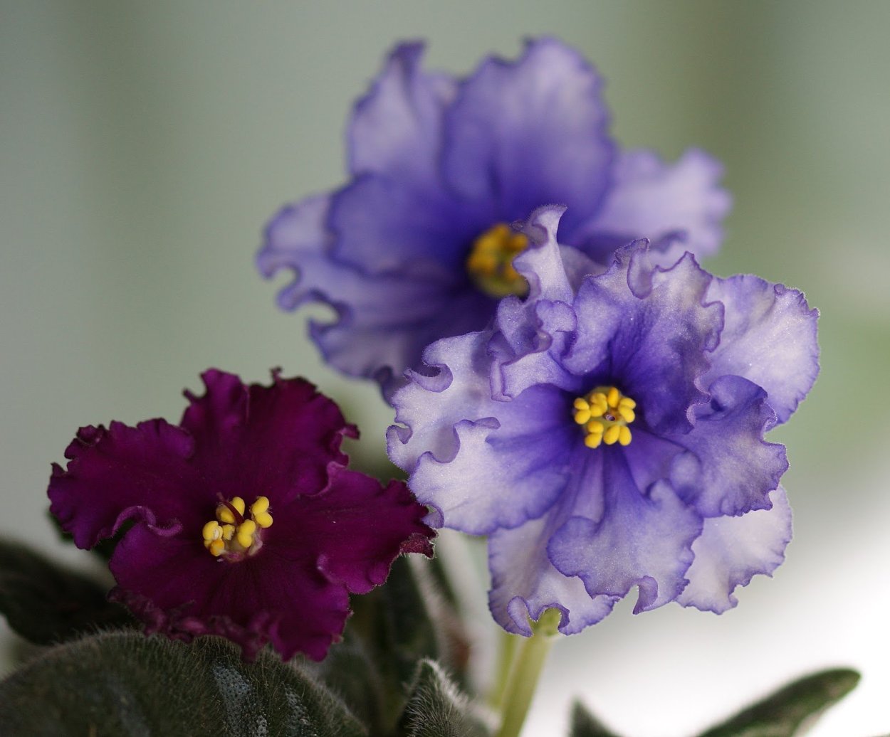 Фиалка ЕК Берегиня