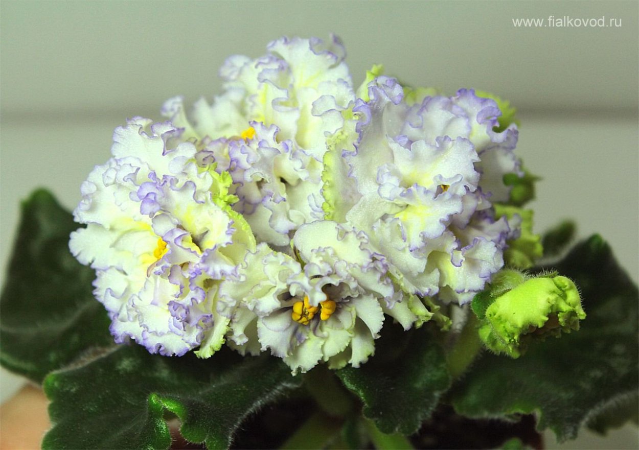 Фиалка ЕК Солнечный мальчик