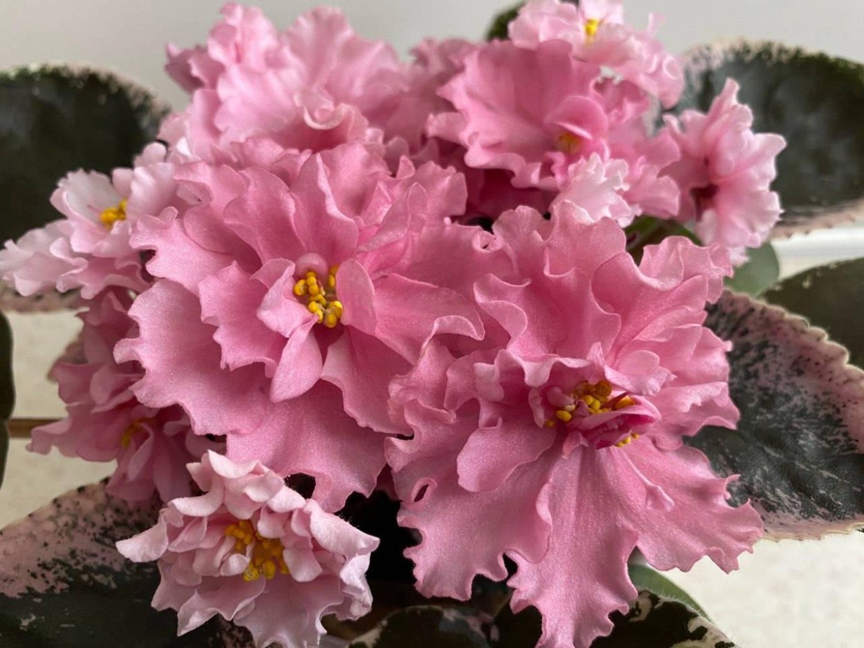 Фиалка ЕК Агата