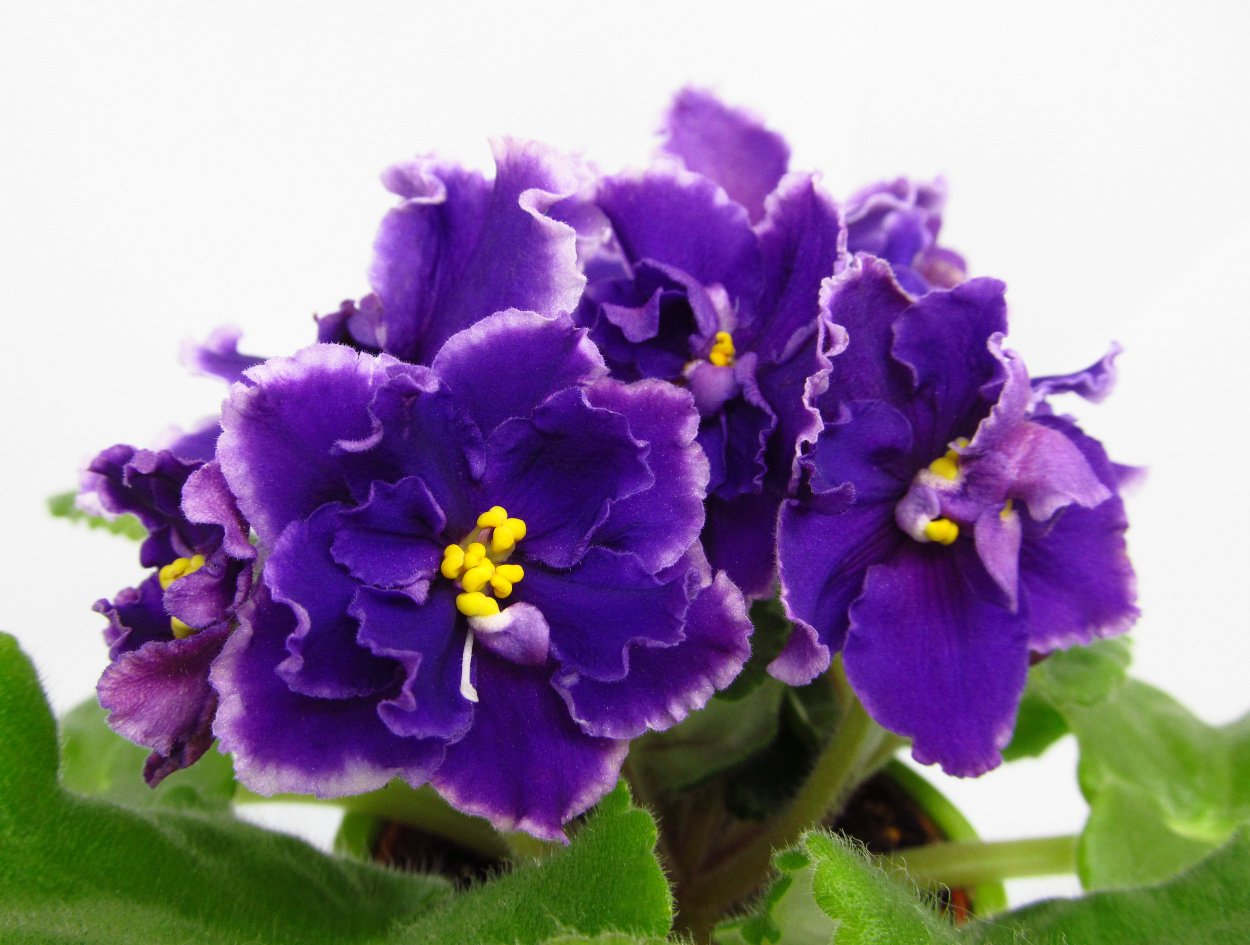 ЕК-дорогой трюфель фиалка