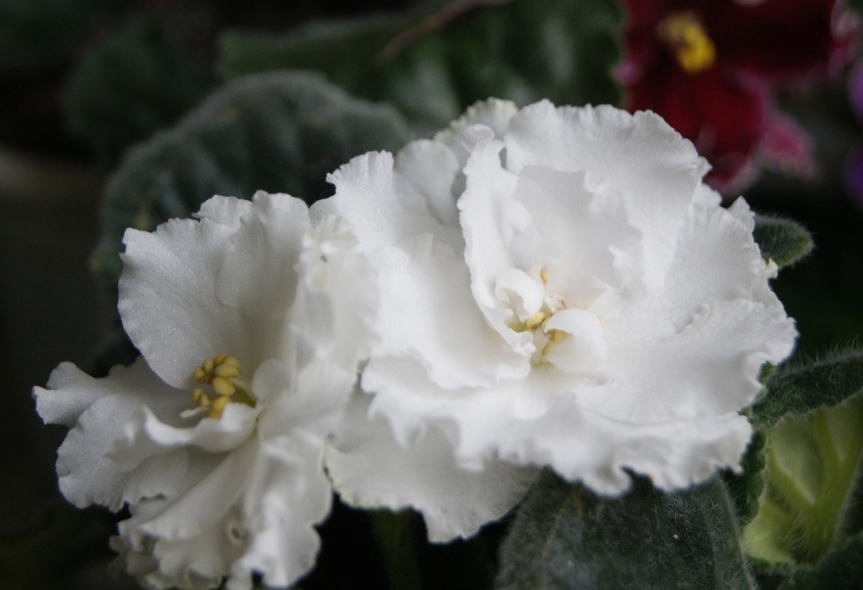 Фиалка ЕК белая Королева