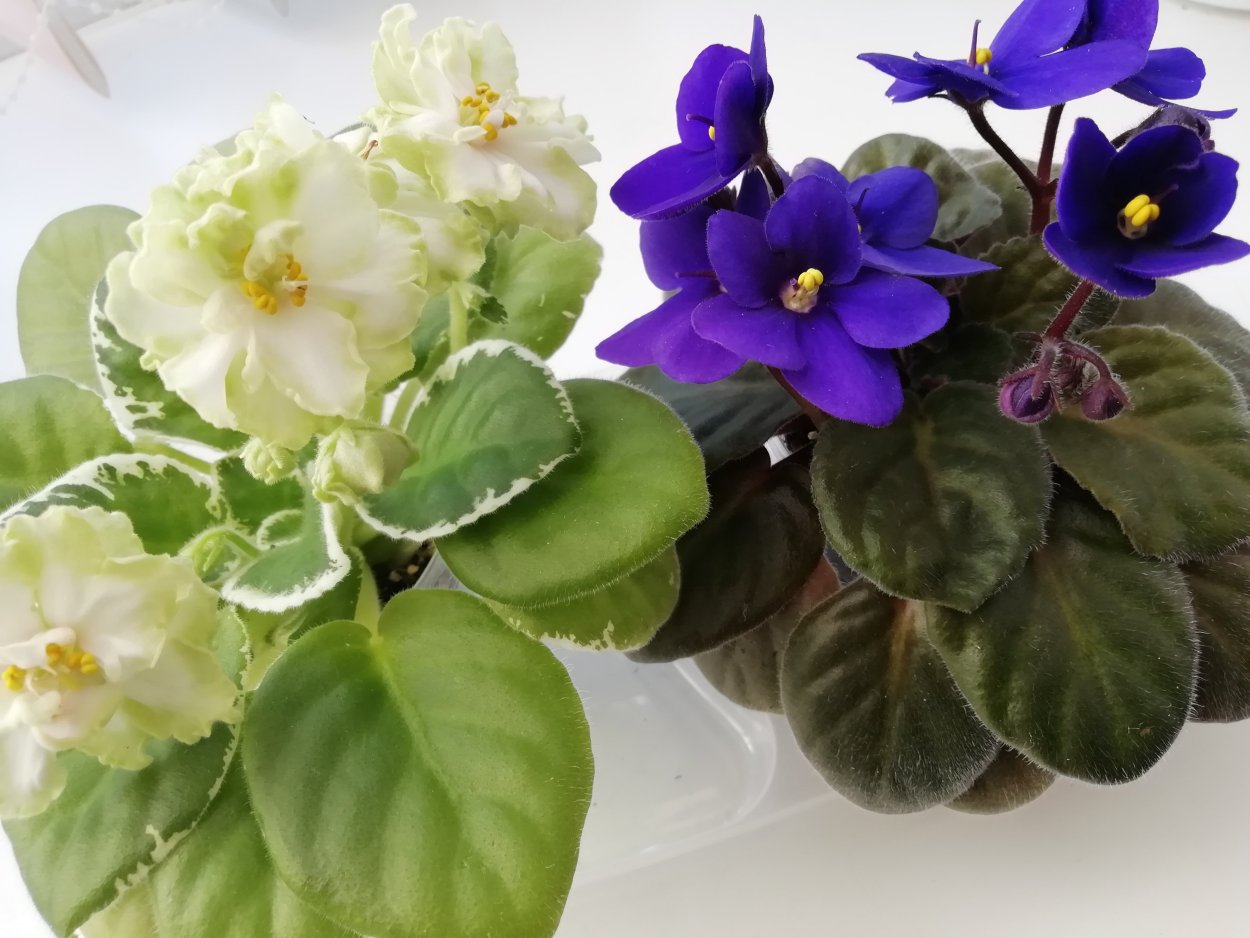 Фиалка Агата