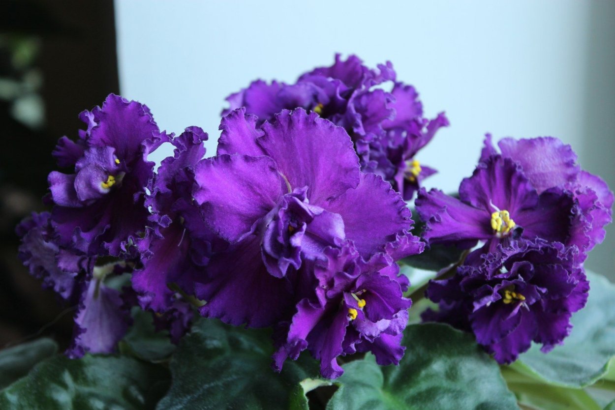 Фиалка Дикая Орхидея