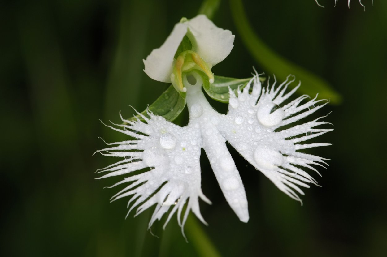 Хабенария Радиата