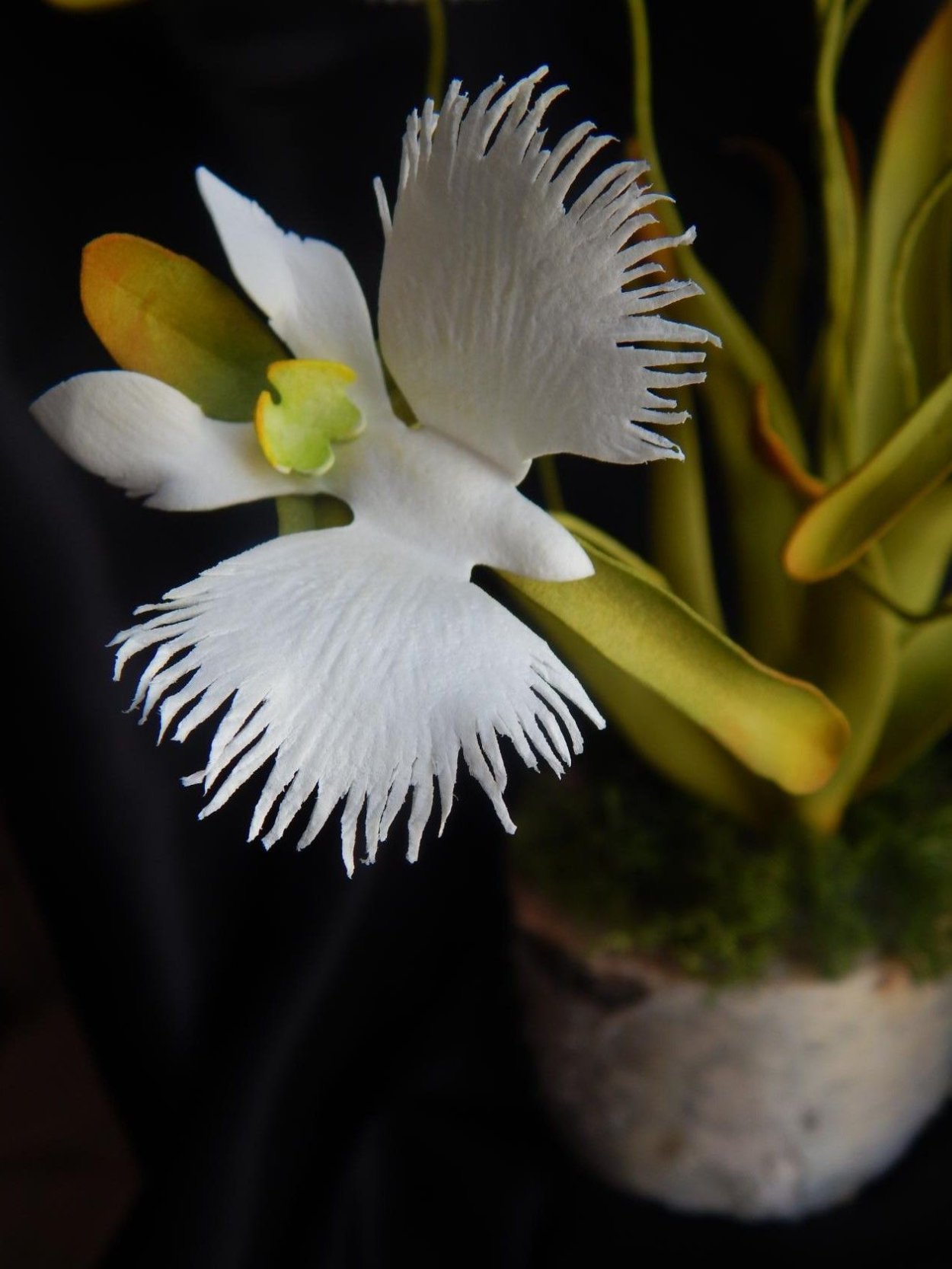 Белая цапля птица