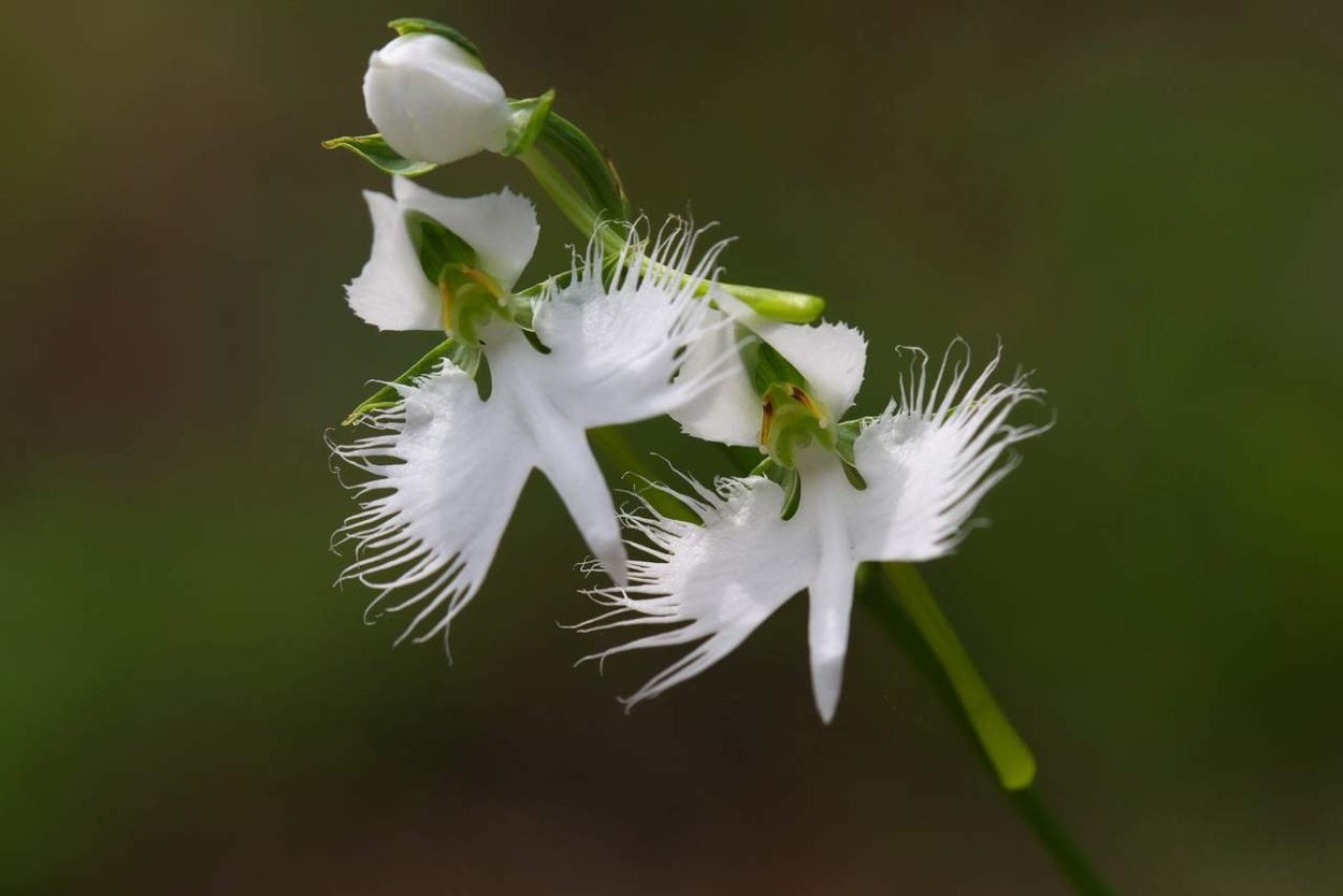 Хабенария Радиата белая цапля. Habenaria Radiata