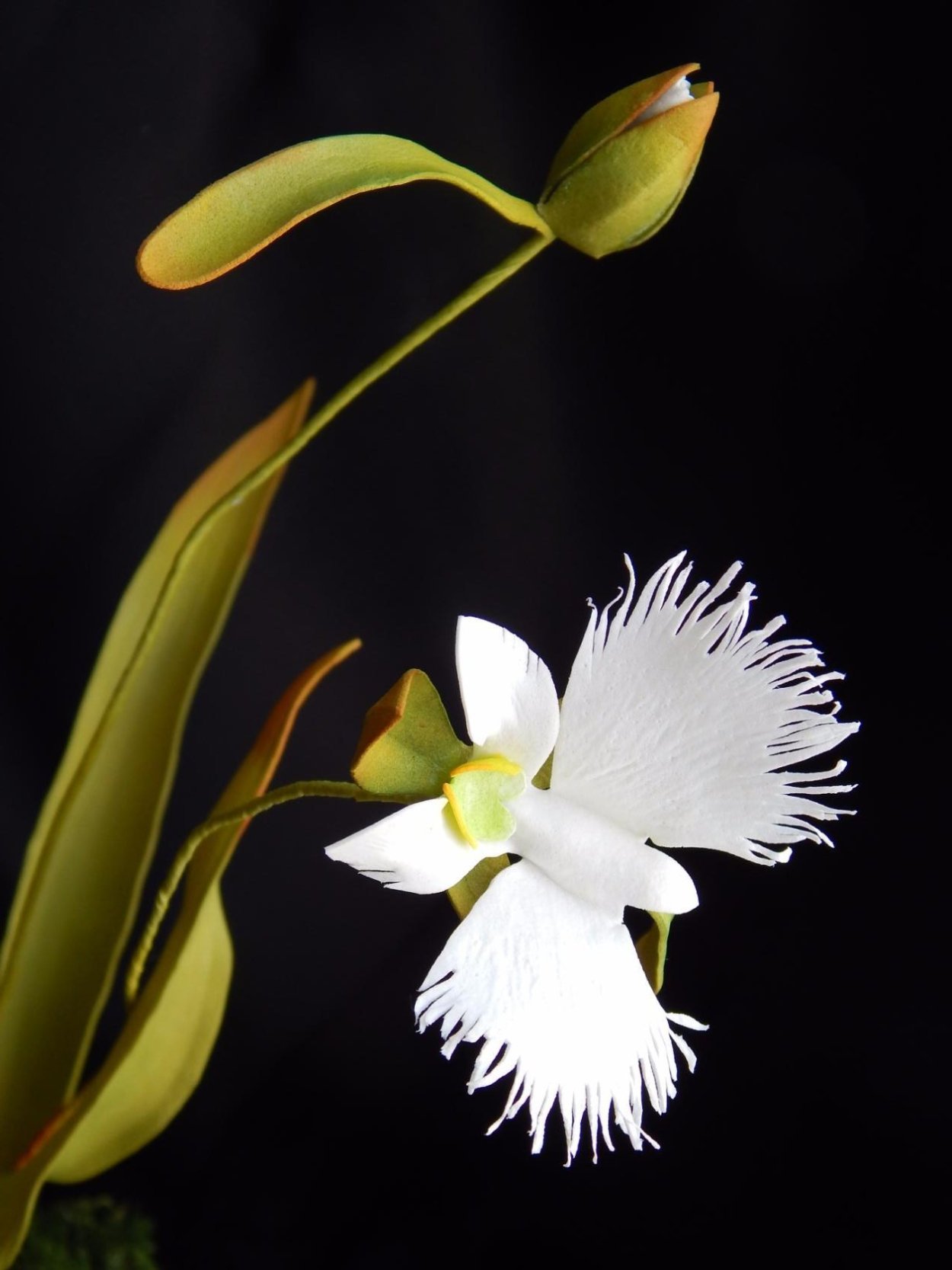 Хабенария Радиата