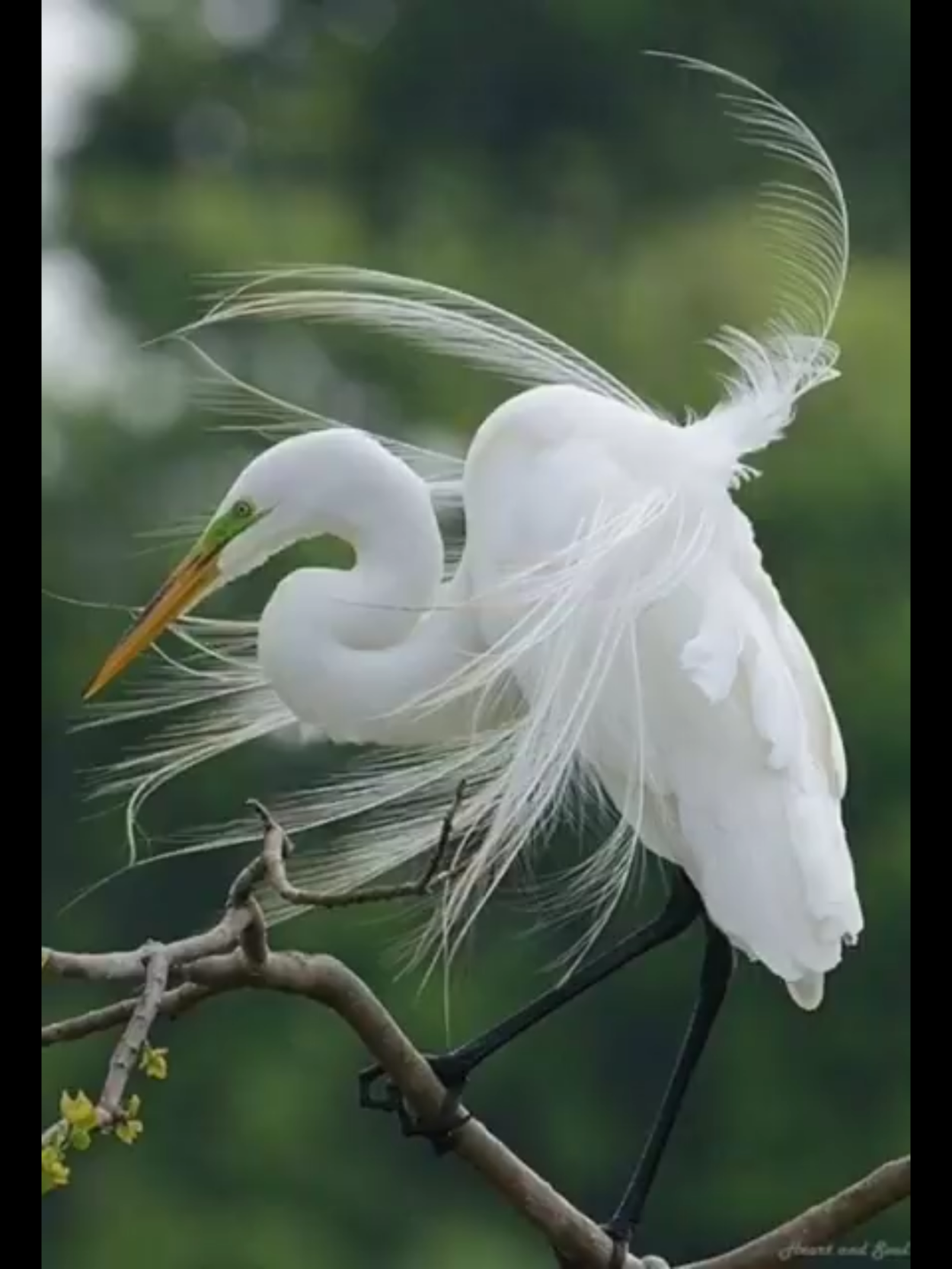 Белая цапля Телешов