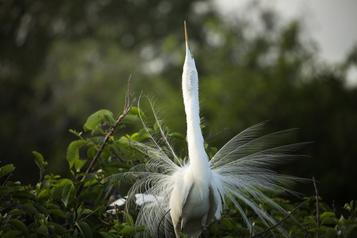 Японская живопись Журавли