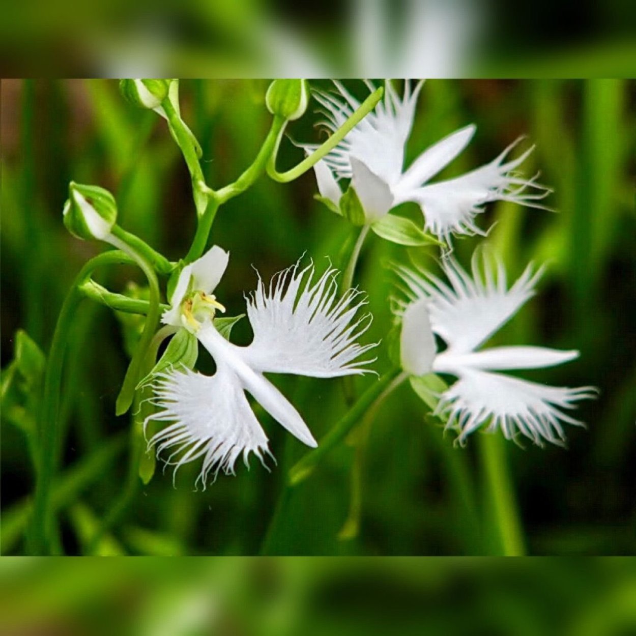 Фаленопсис Биг Стоун