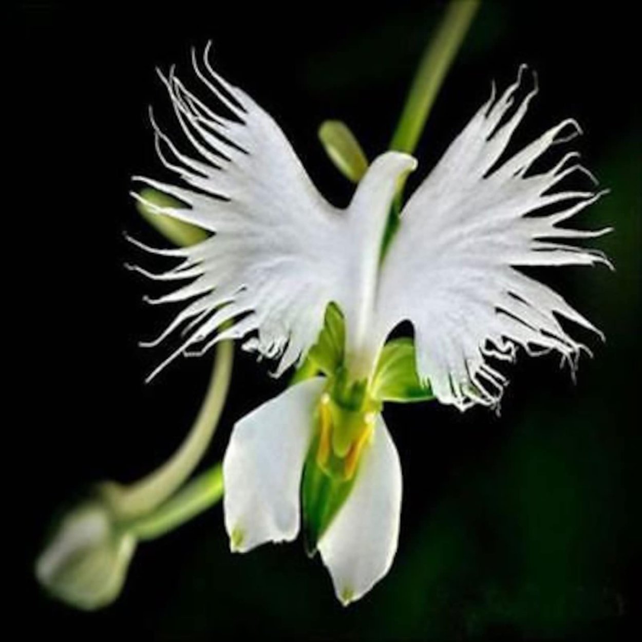 Орхидея «большая белая цапля» (Habenaria Radiata)