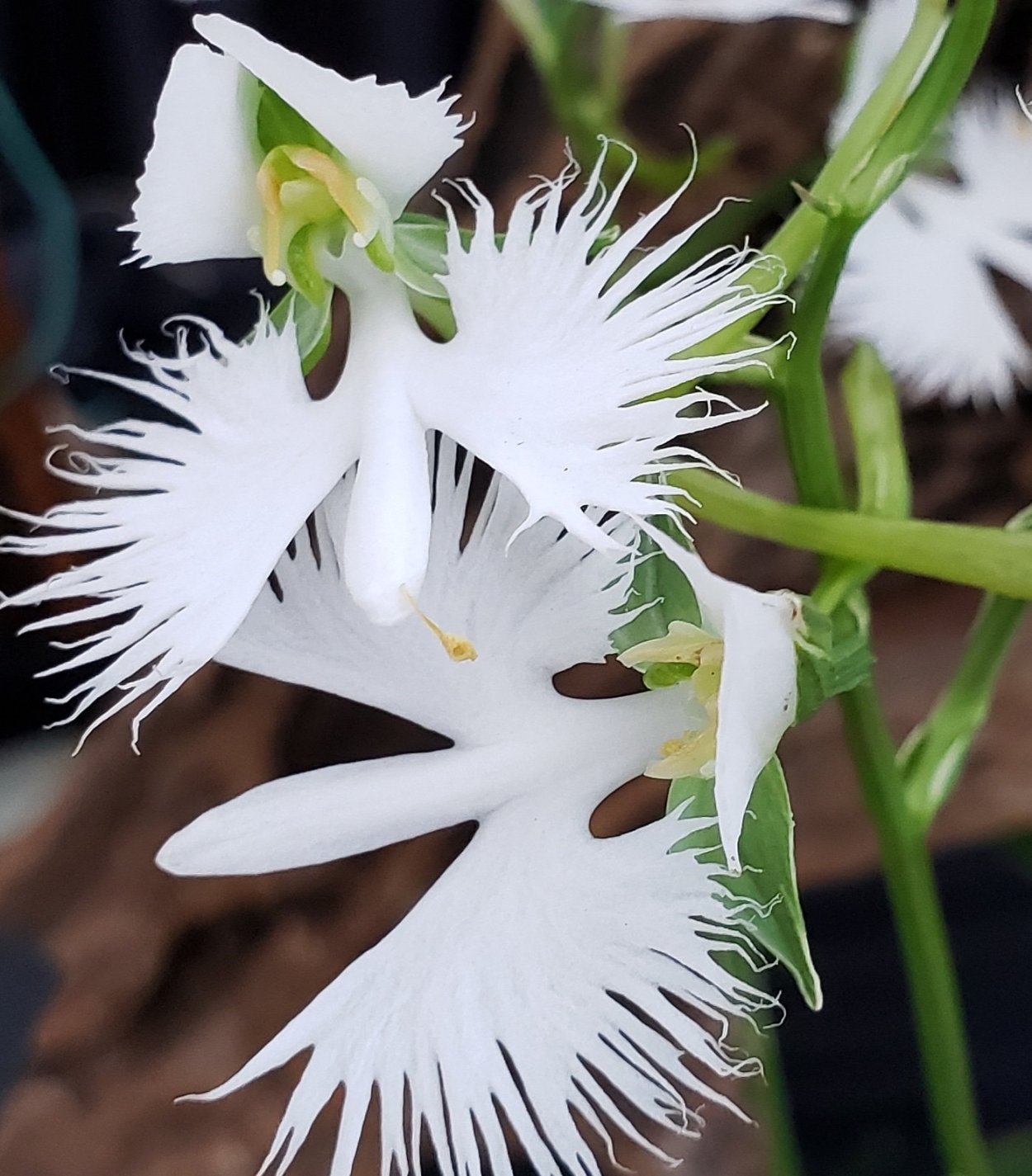 Великий белый эгрет птица