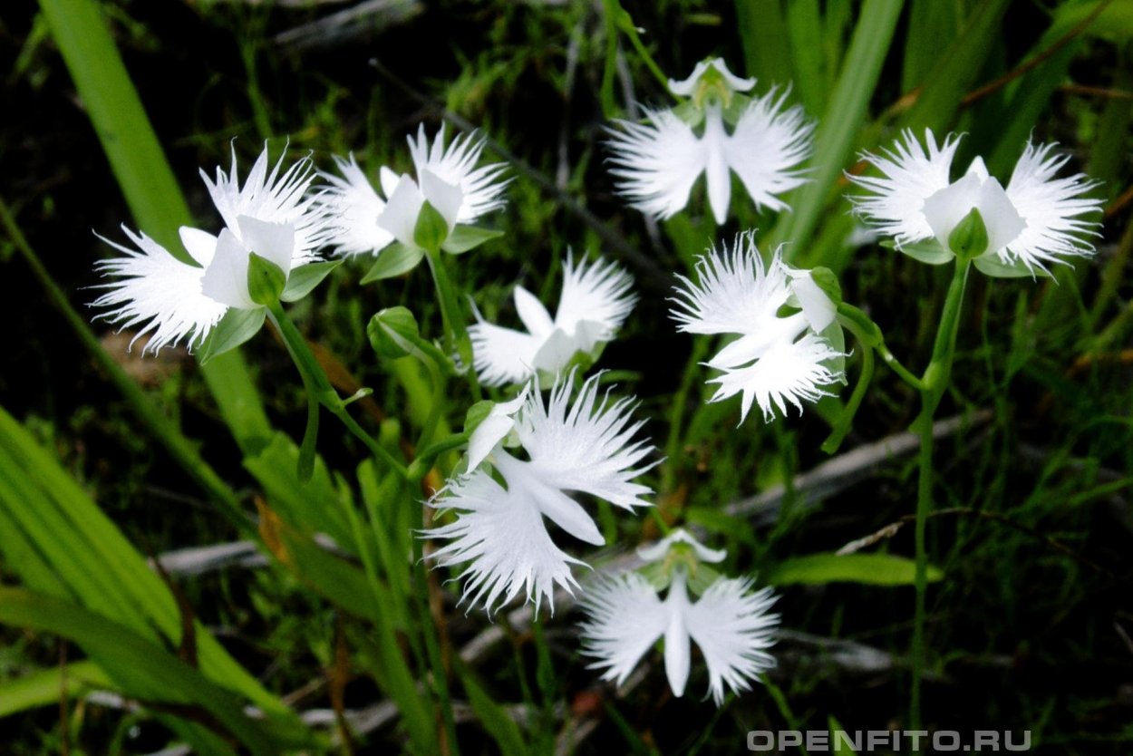 Цапля белая невеста