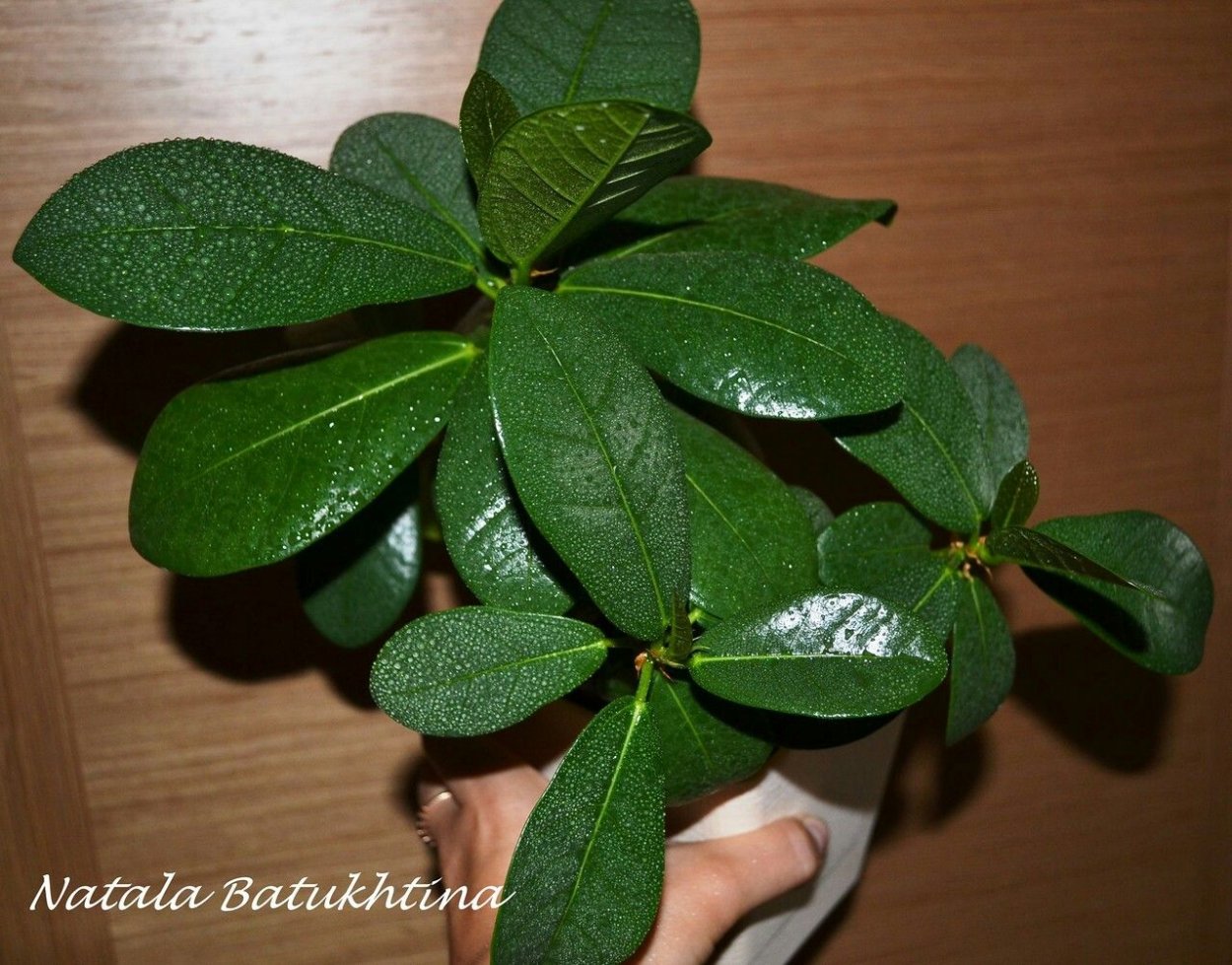 Фикус жакуинифолия