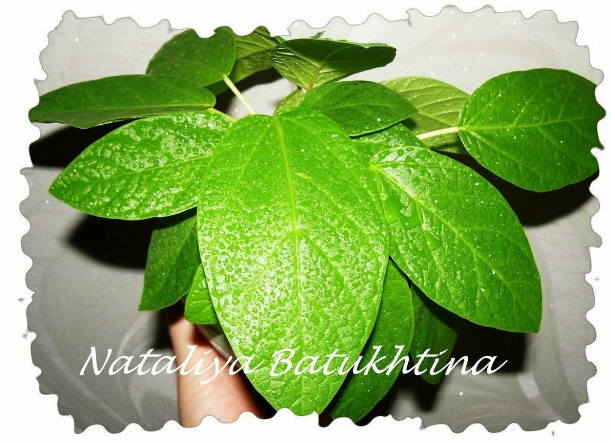 Фикус жакуинифолия