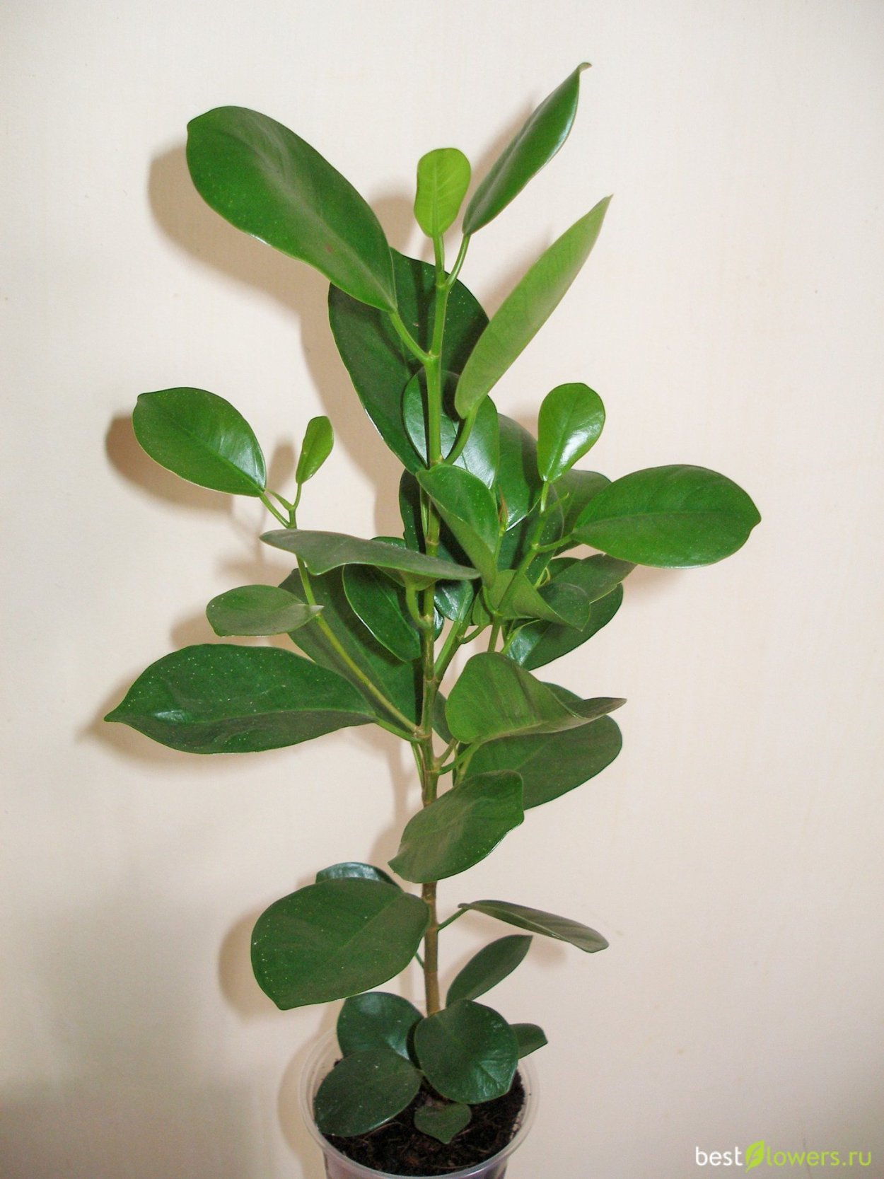 Фикус Циатистипула