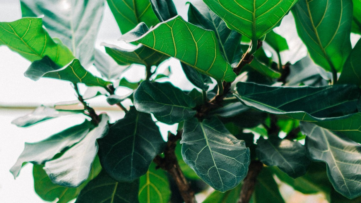 Фикус Brown Leaf