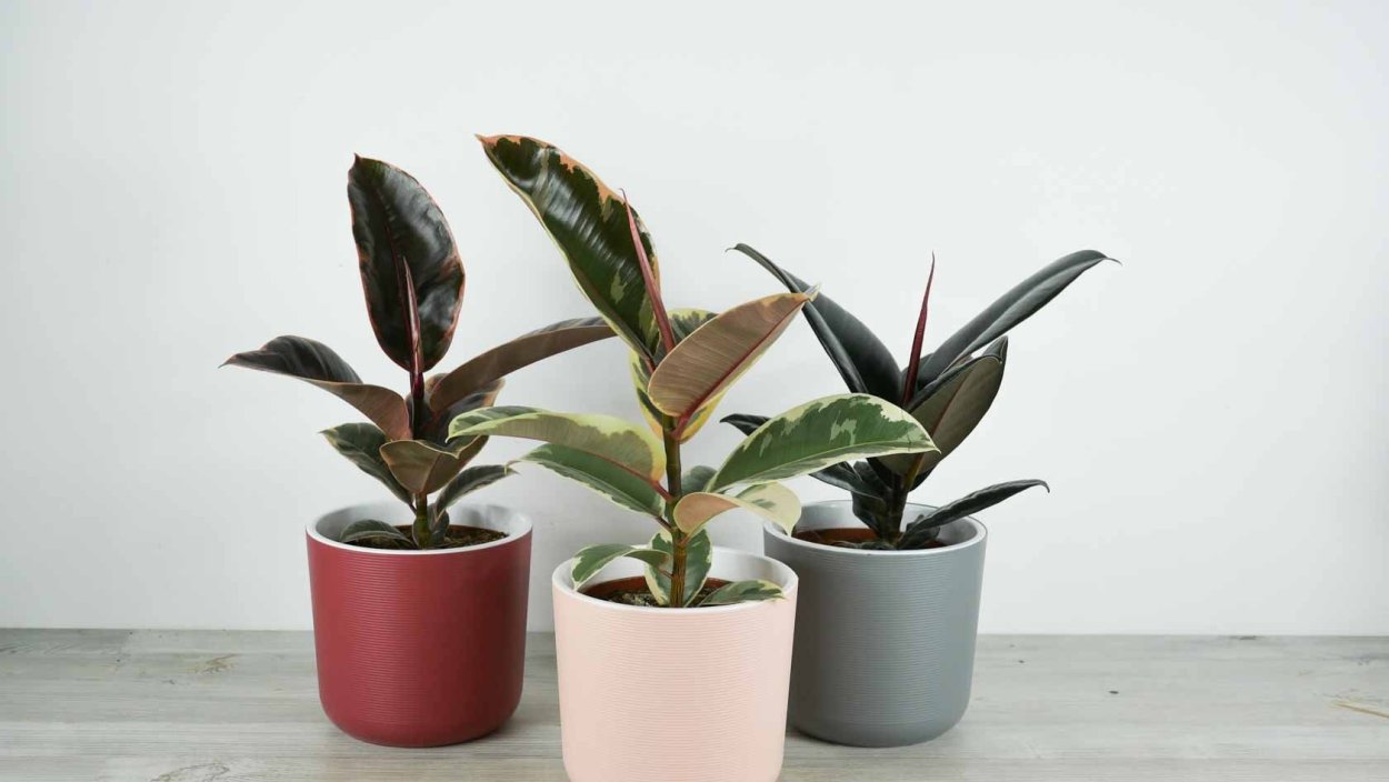 Фикус эластика Белиз