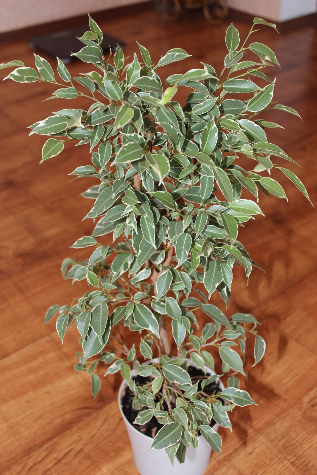 Фикус Пандора