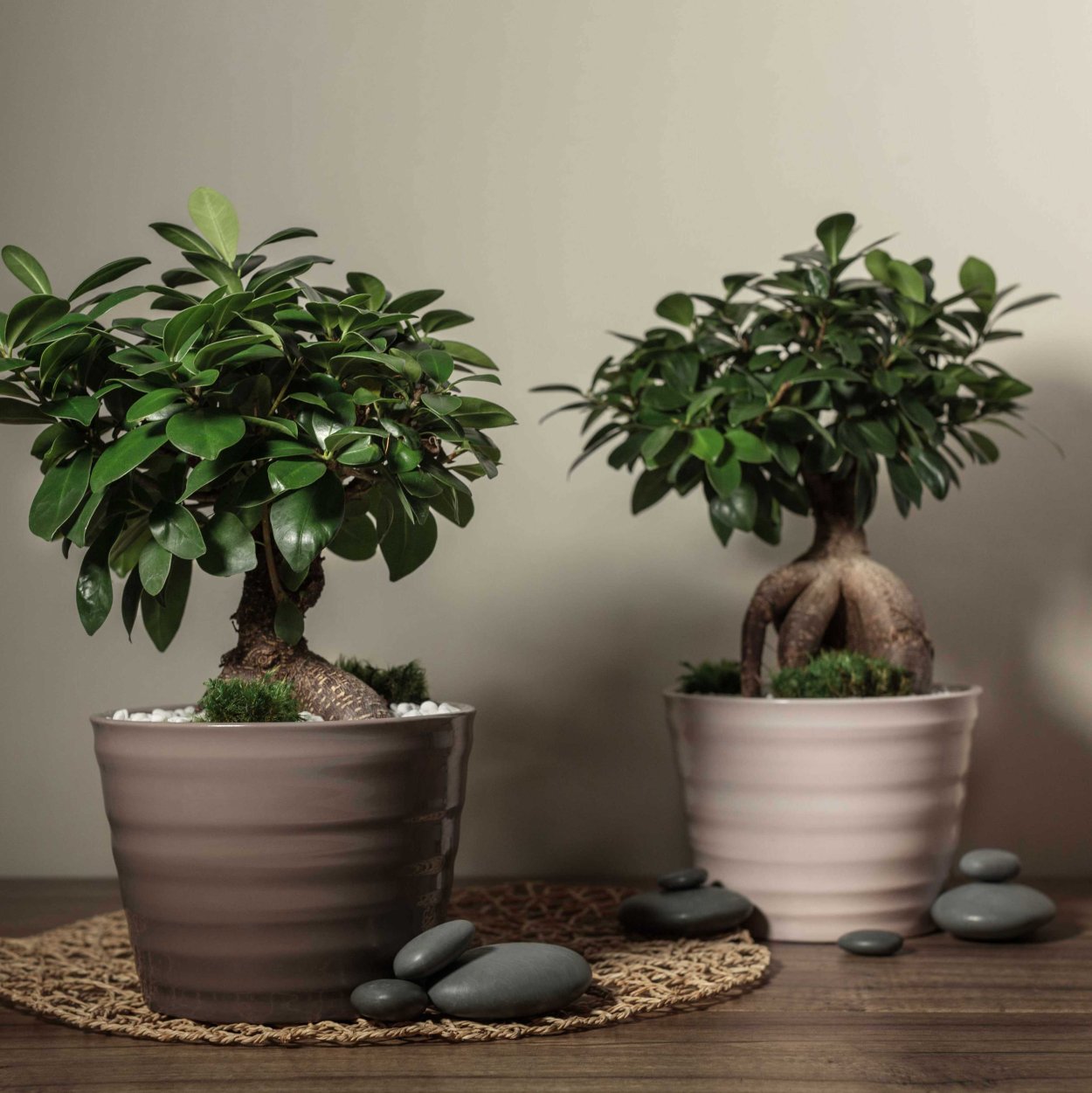 Фикус microcarpa