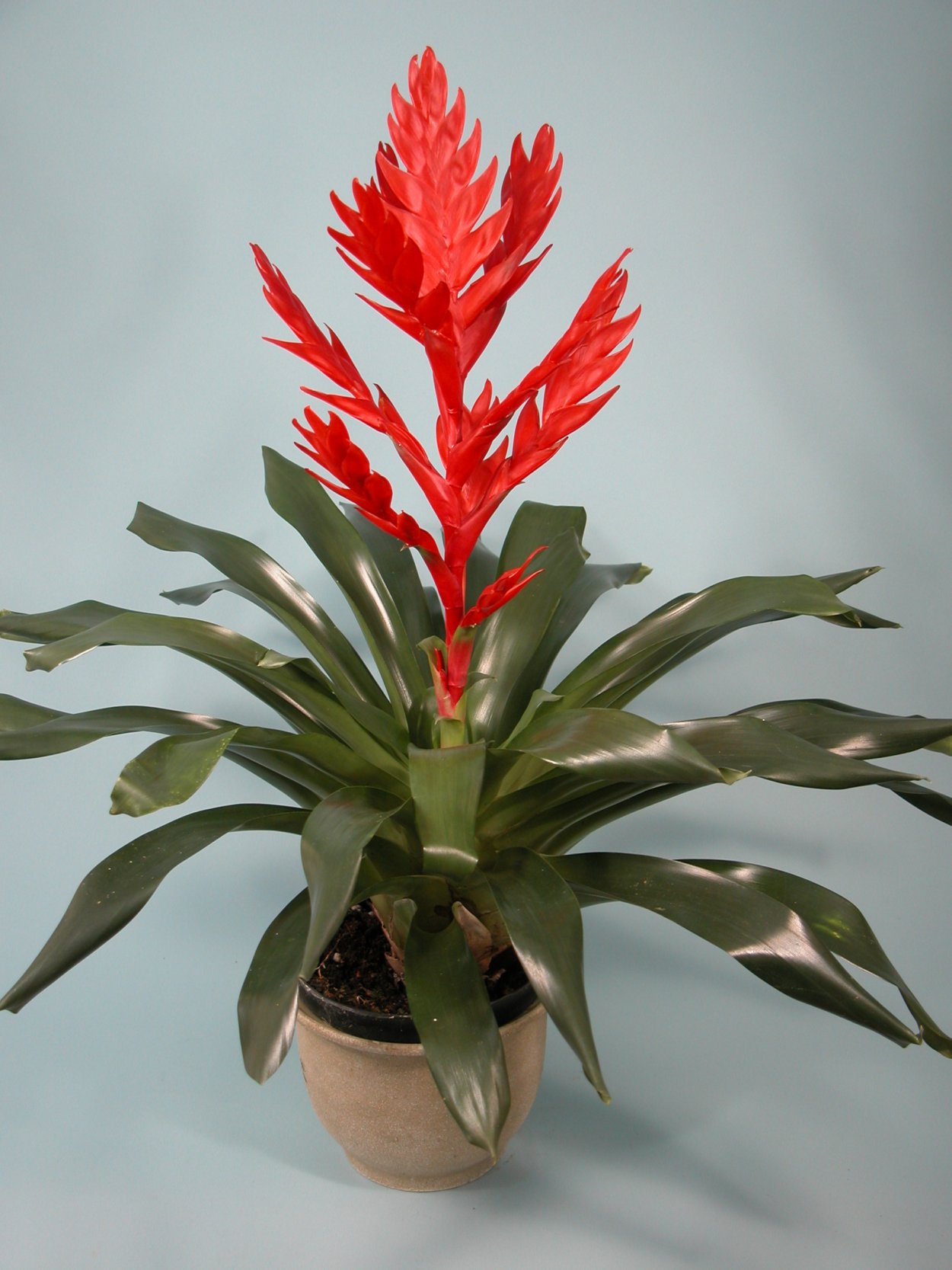 Вриезия Кристиан